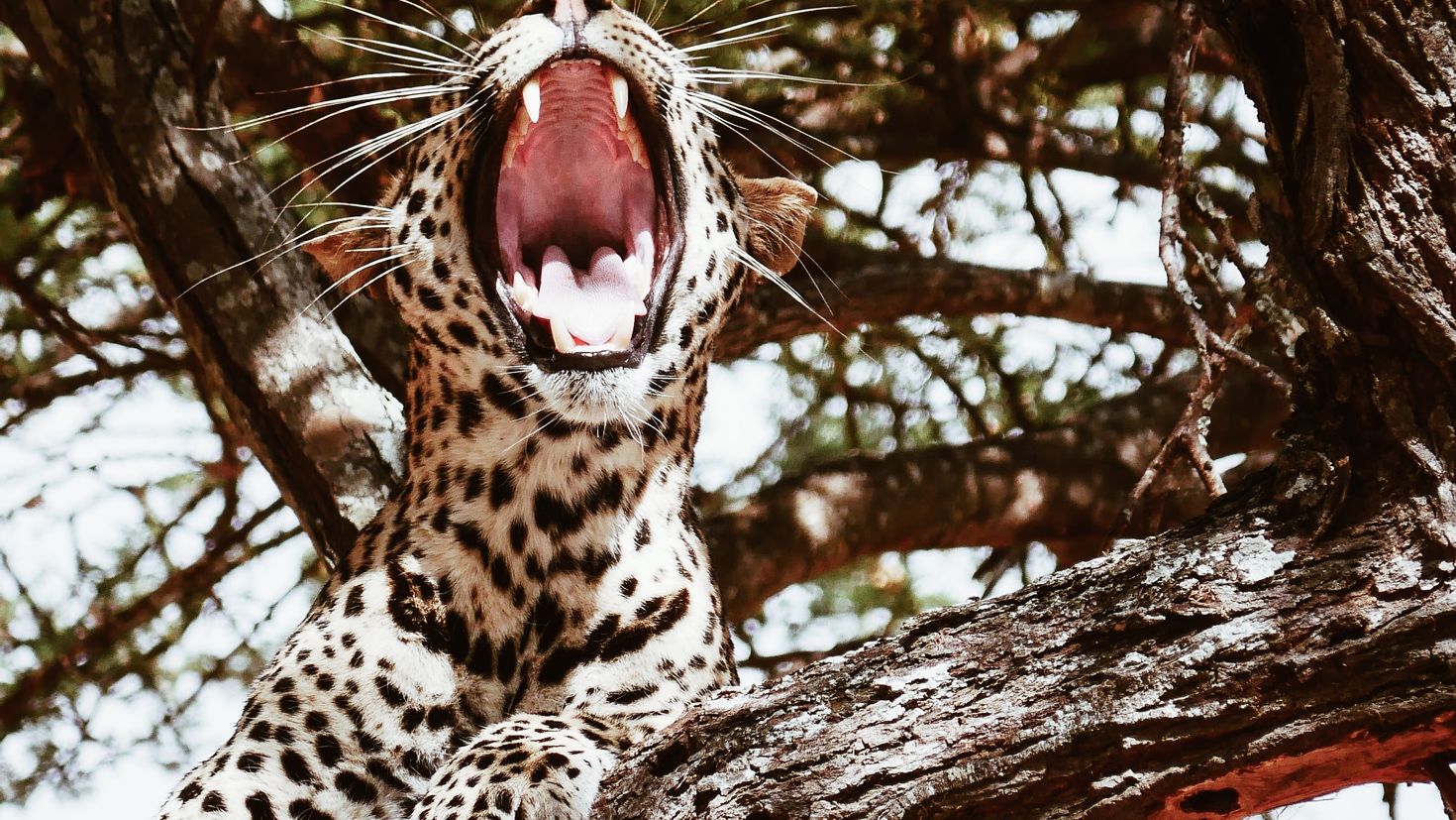 Будем хищного зверя. Леопард в джунглях. Пасть животного. Обои леопард с пастью. Картинки леопард с открытой пастью.