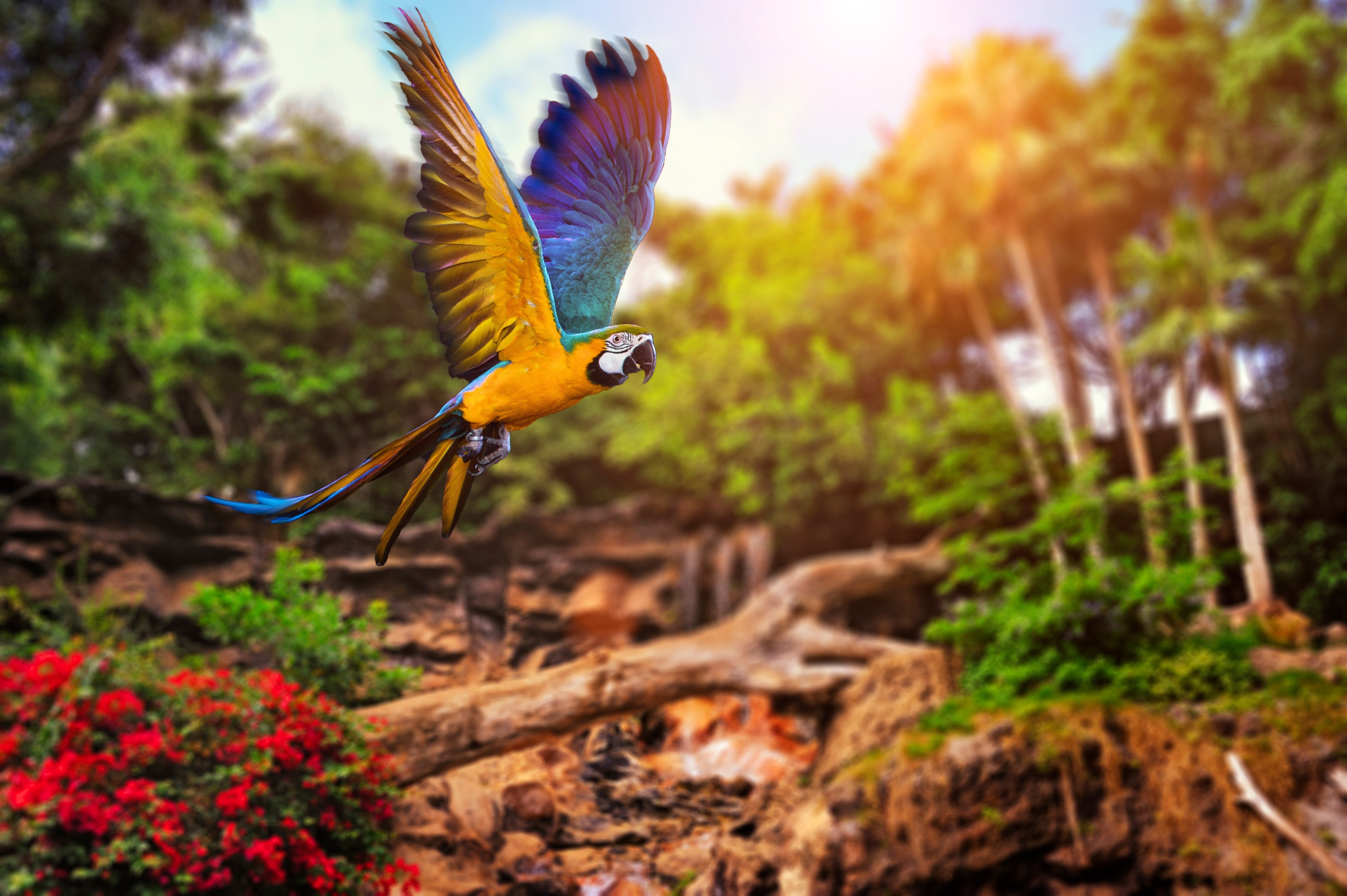 473658 скачать обои попугай, животные, сине желтый ара, полет, ара, птицы - заставки и картинки бесплатно