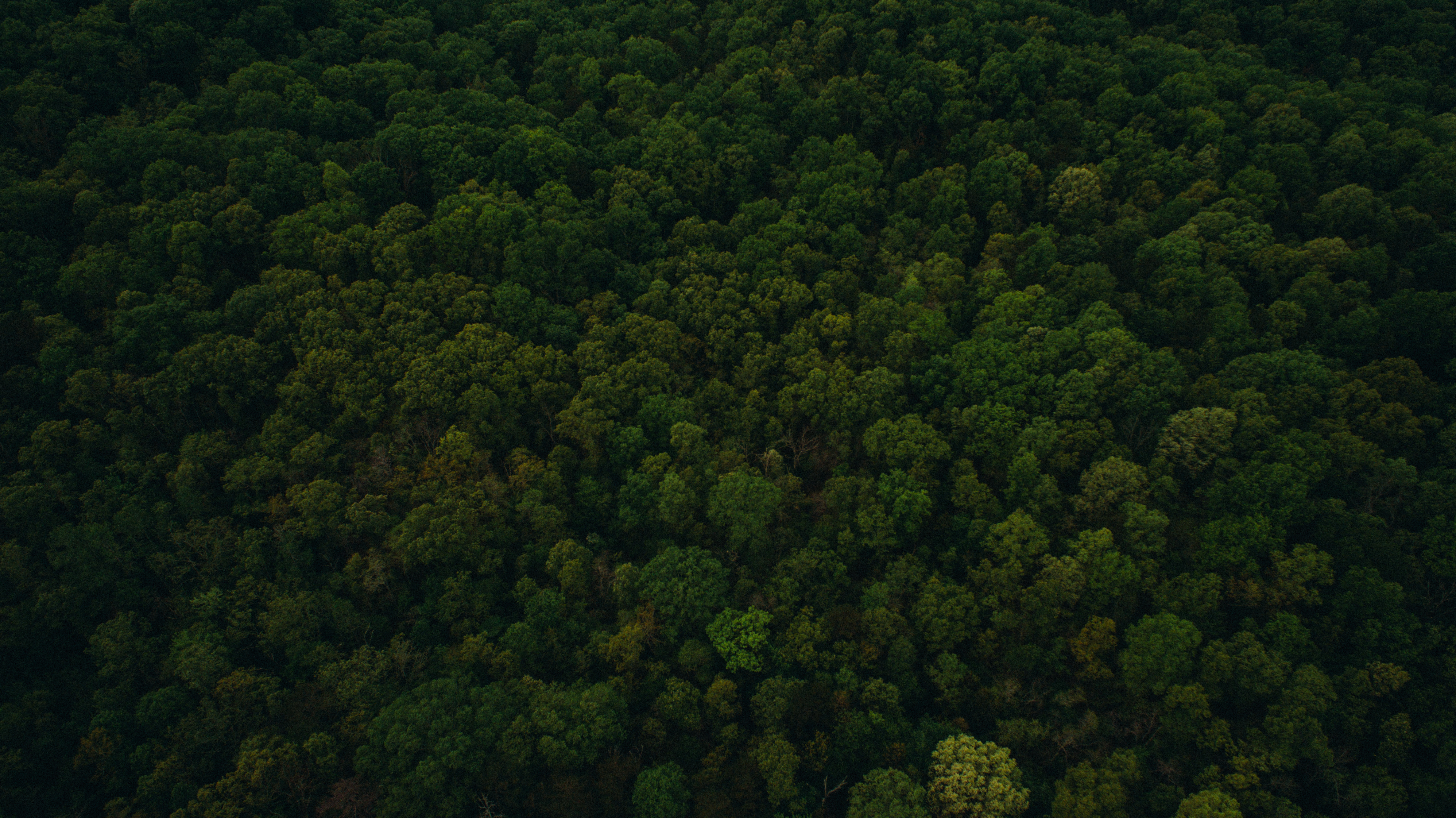 Download mobile wallpaper View From Above, Trees, Nature for free.