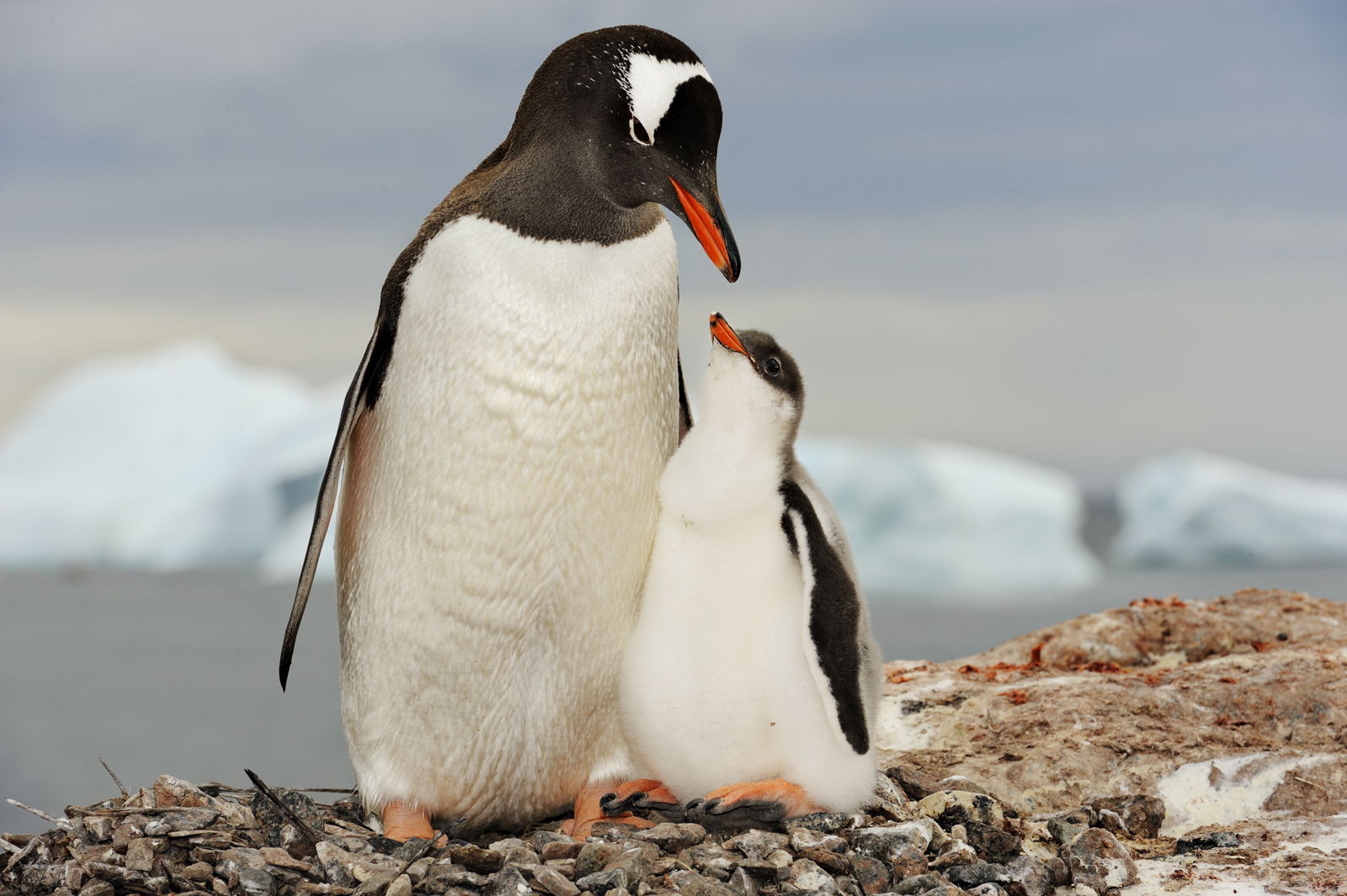 Субантарктический папуанский Пингвин