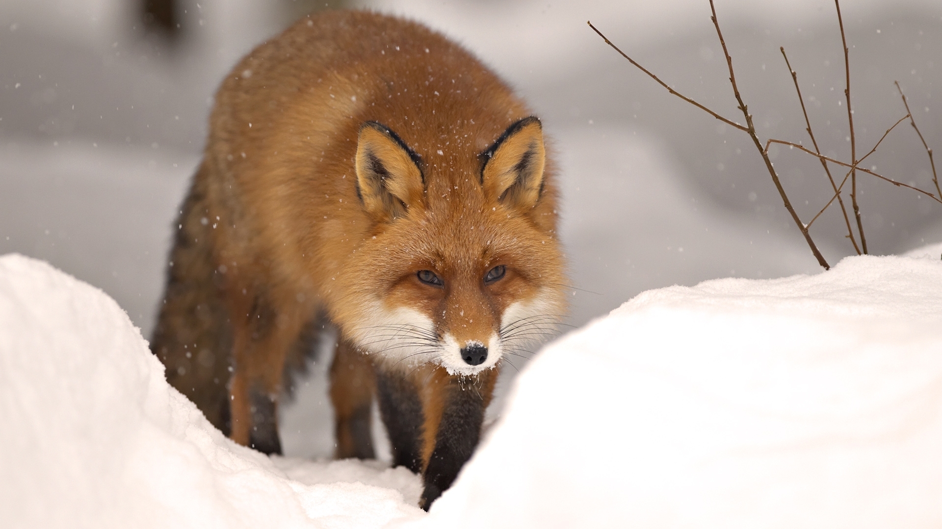 39830 Bild herunterladen tiere, fox, orange - Hintergrundbilder und Bildschirmschoner kostenlos