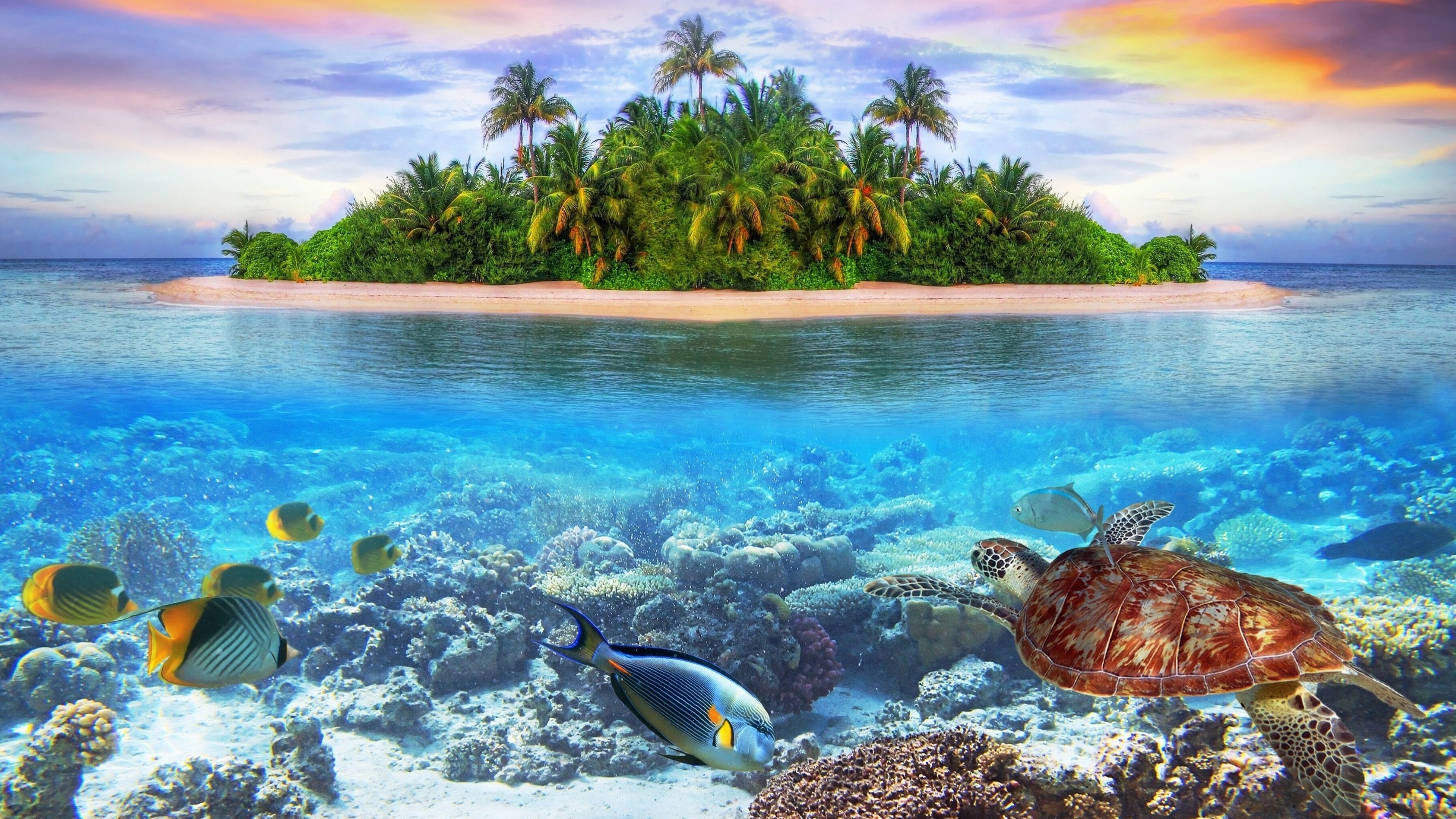underwater, island, turtle, fish, maldives, earth, reef