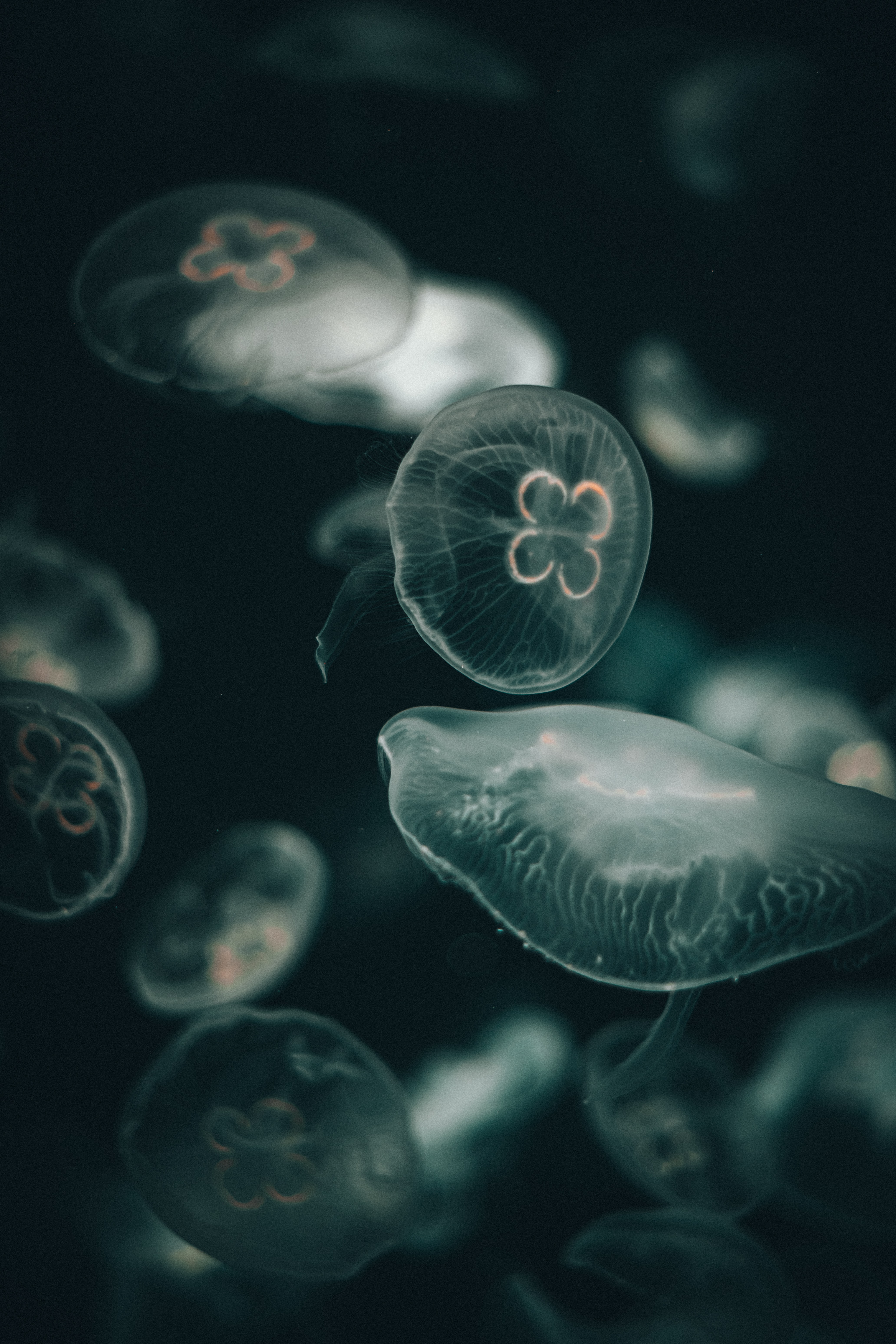 jellyfish, transparent, dark, underwater world, under the water world