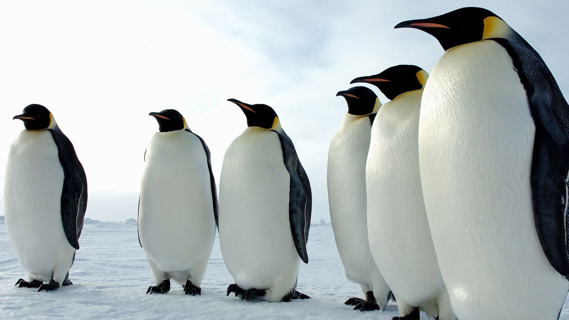 pinguins, animals, birds, color, flock