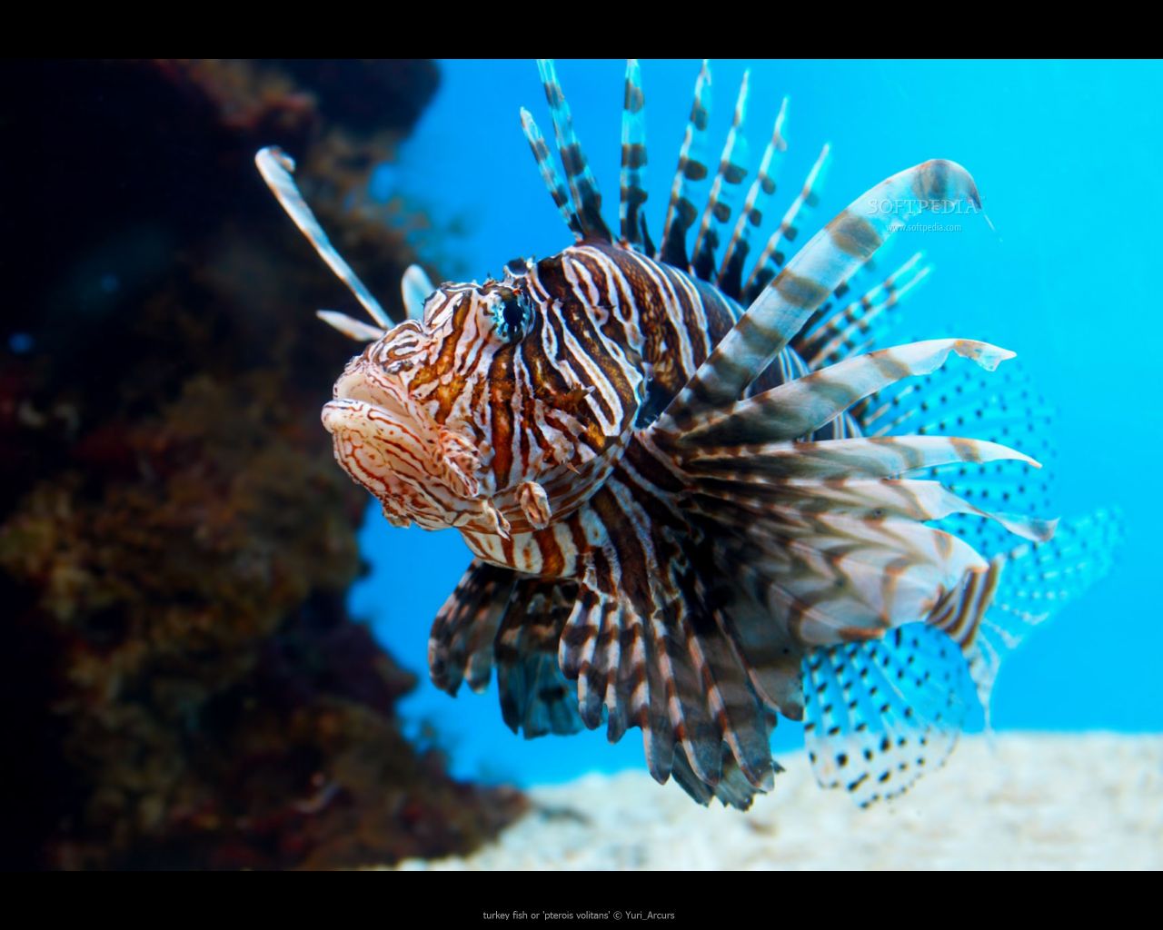 animal, lionfish