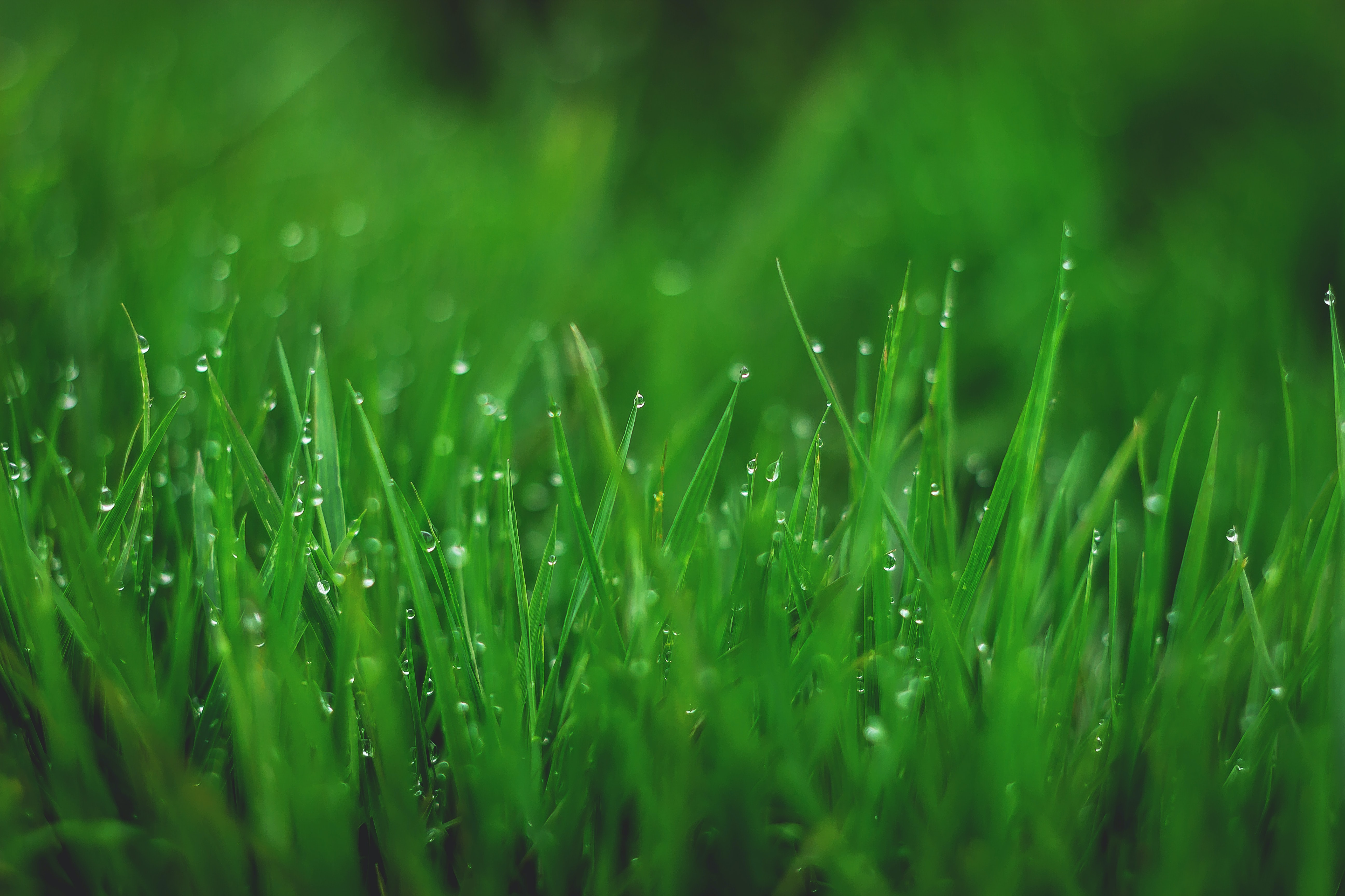 grass, drops, plant, macro, wet, dew UHD