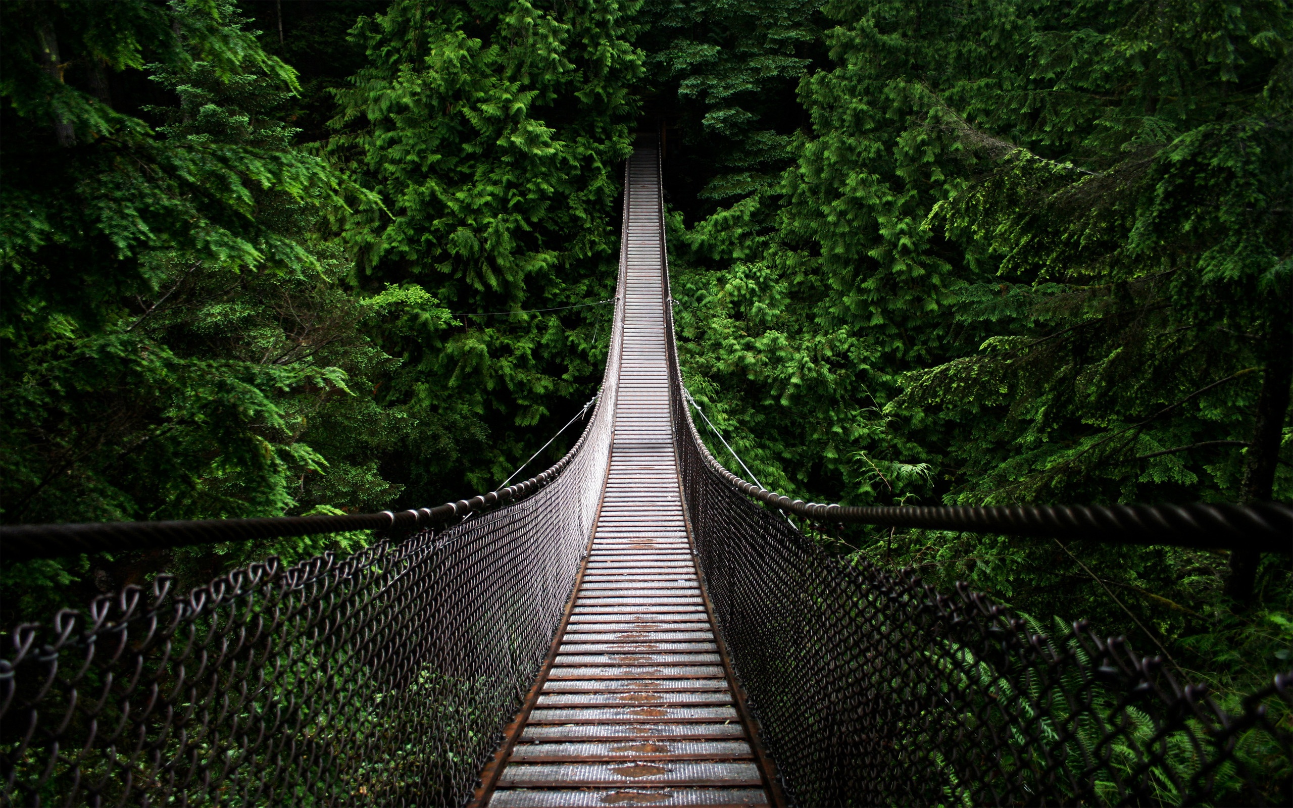 bridge, forest, man made, bridges 8K