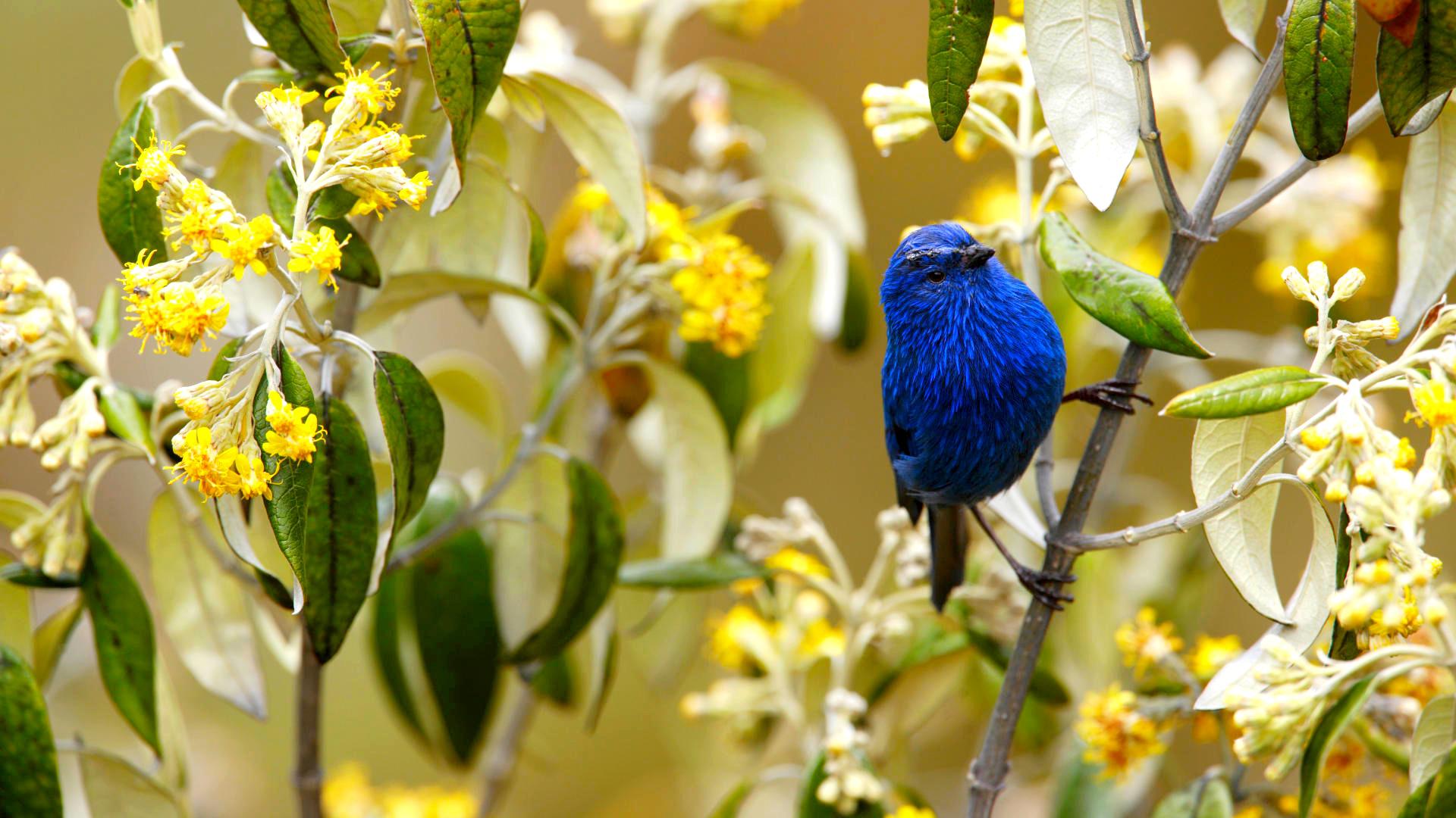HD Blue Tanager Android Images
