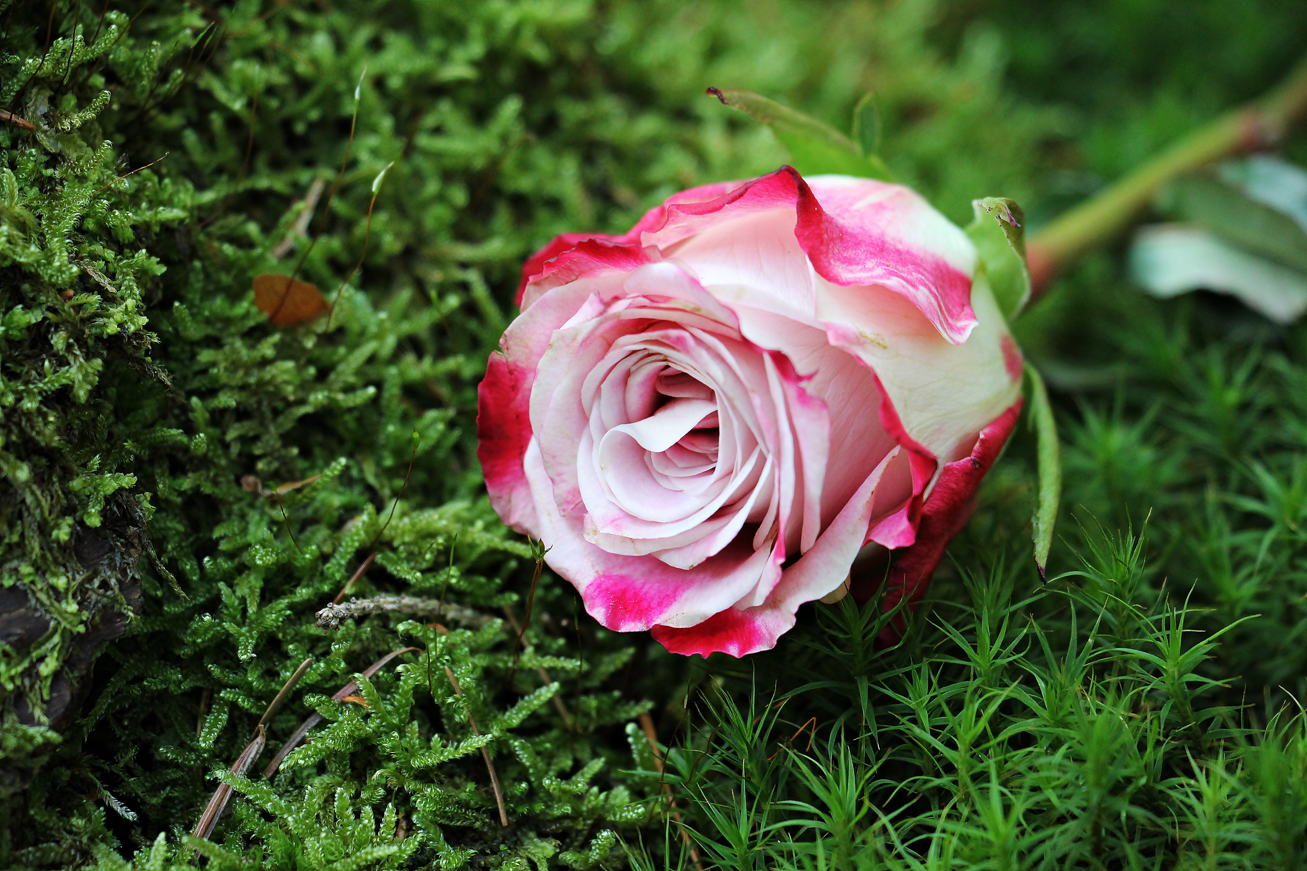 67516 baixar imagens cor de rosa, flores, grama, rosa, flor rosa, bud, botão - papéis de parede e protetores de tela gratuitamente