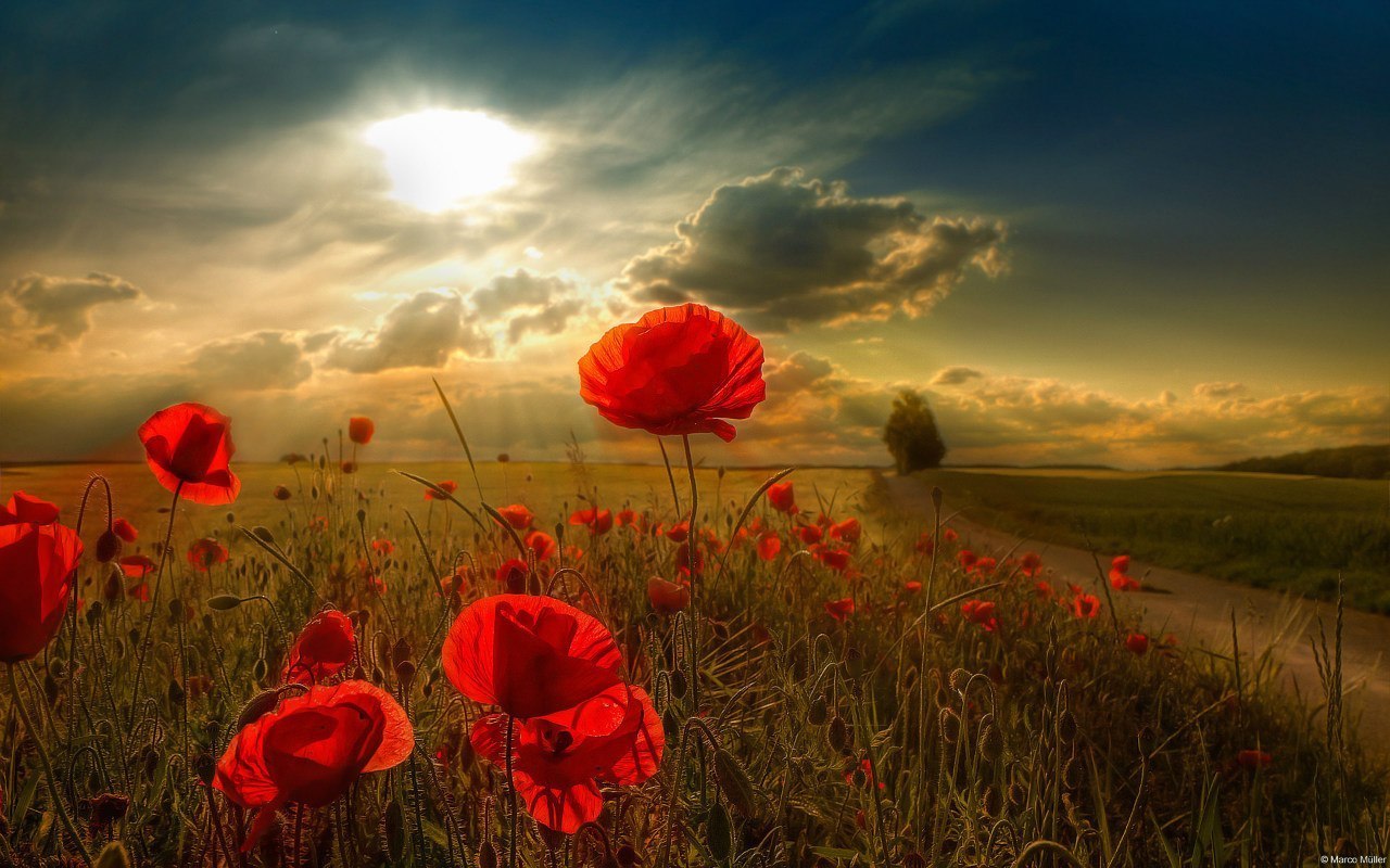 Download mobile wallpaper Flowers, Clouds, Landscape, Sun, Fields, Poppies for free.