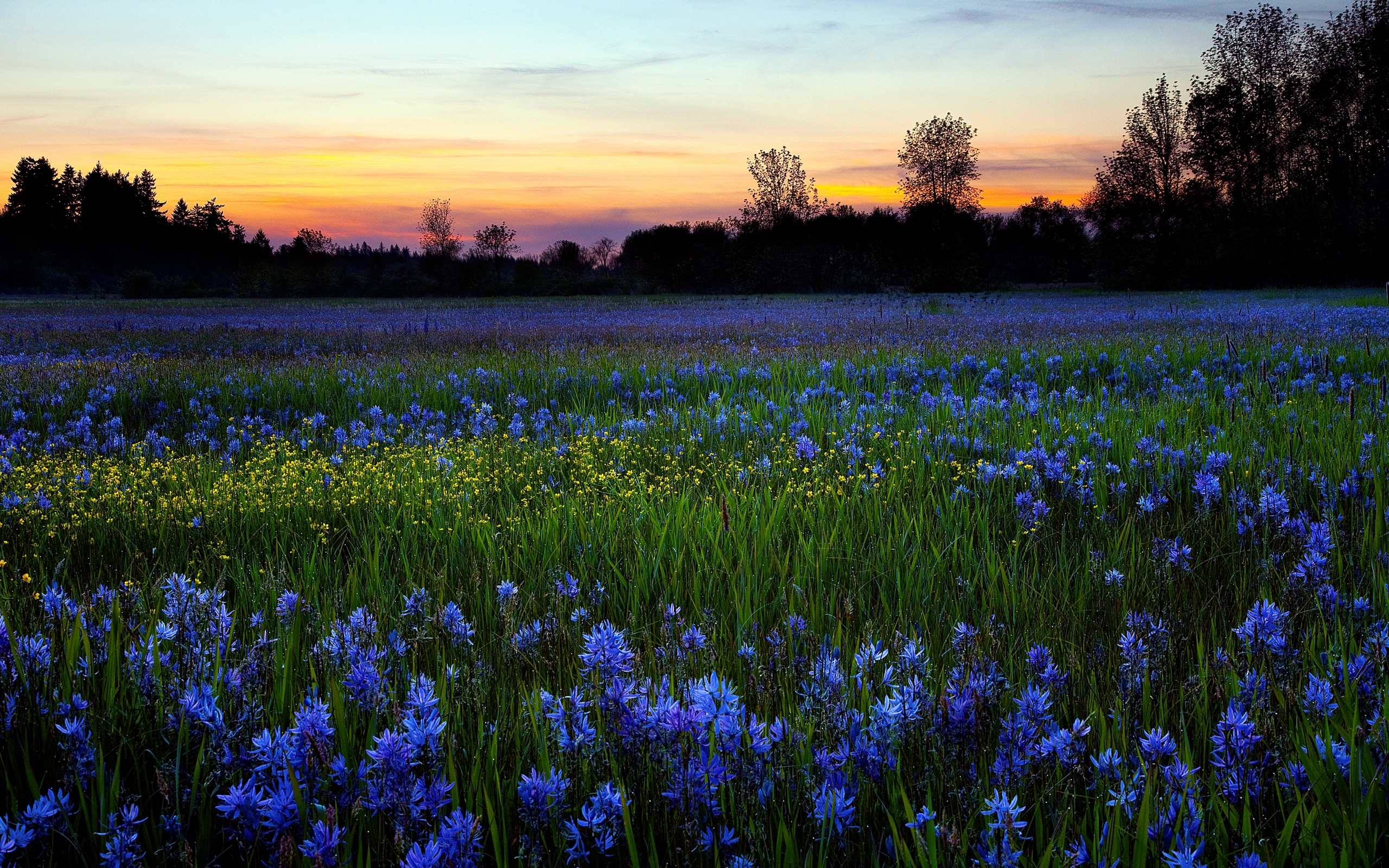 fields, landscape, flowers 4K Ultra