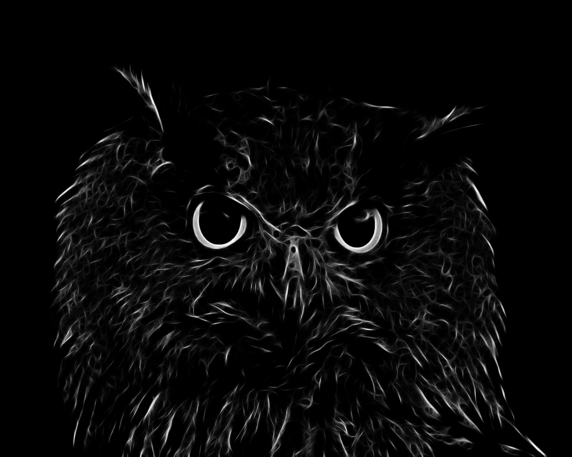 Mobile HD Wallpaper Owl 
