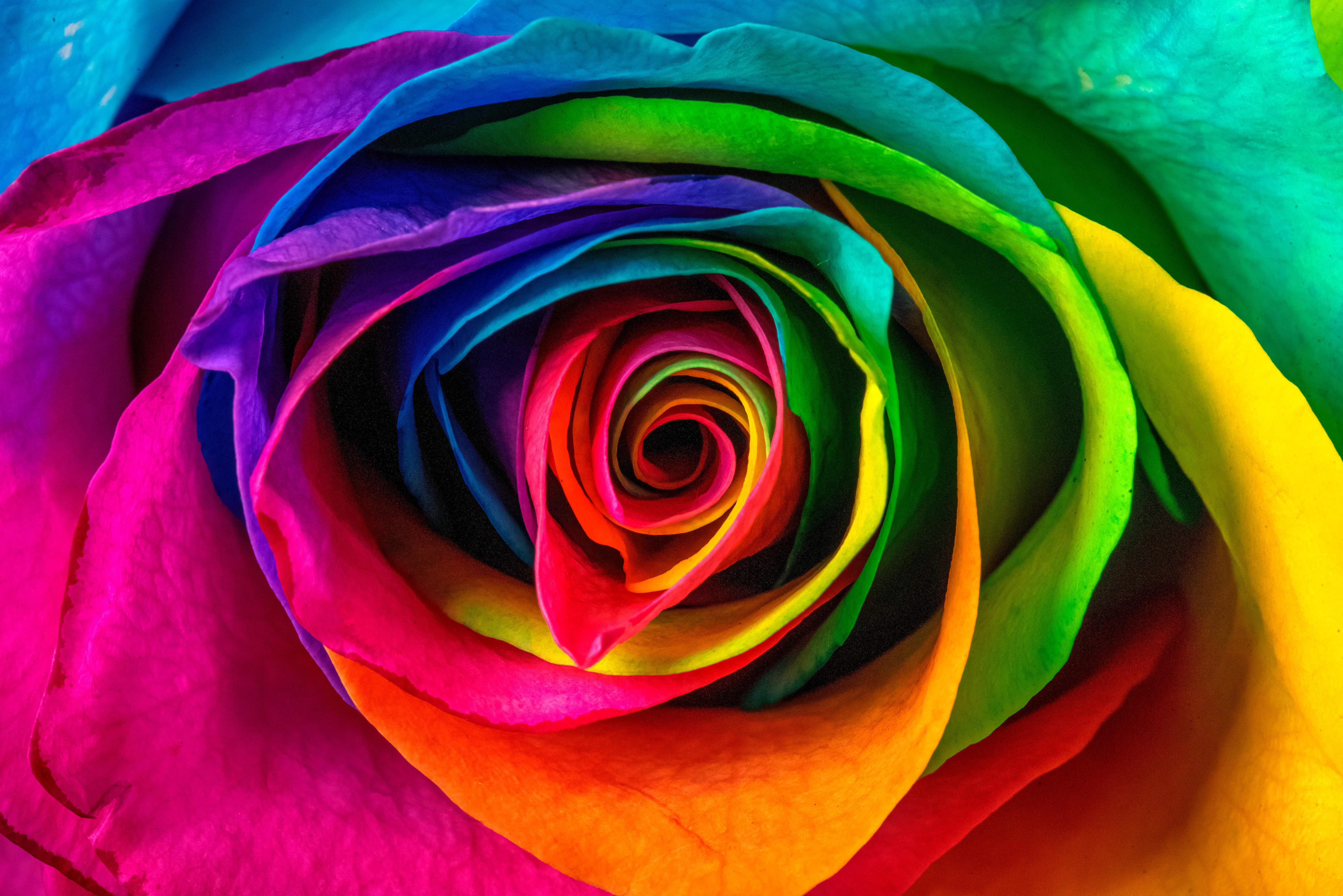 Rose Desktop Background Image