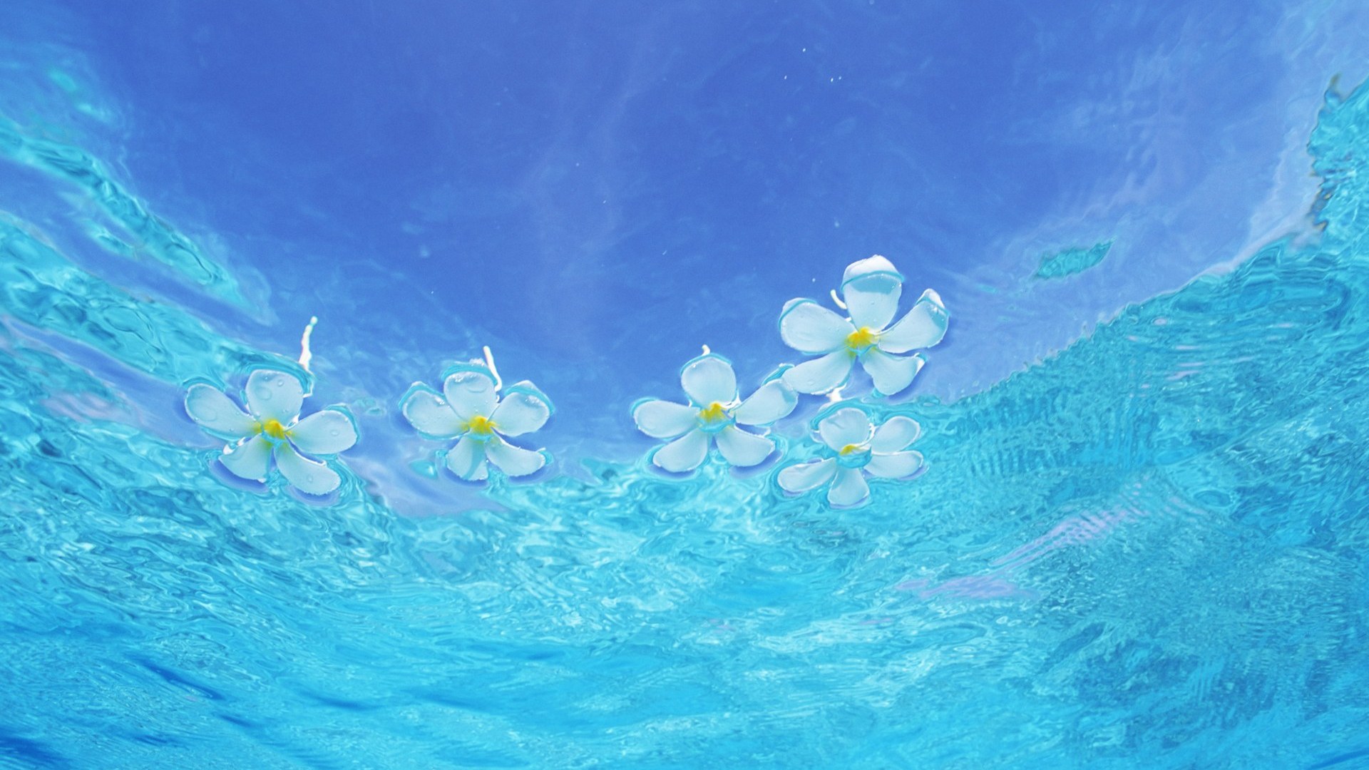 Голубой цветок на воде