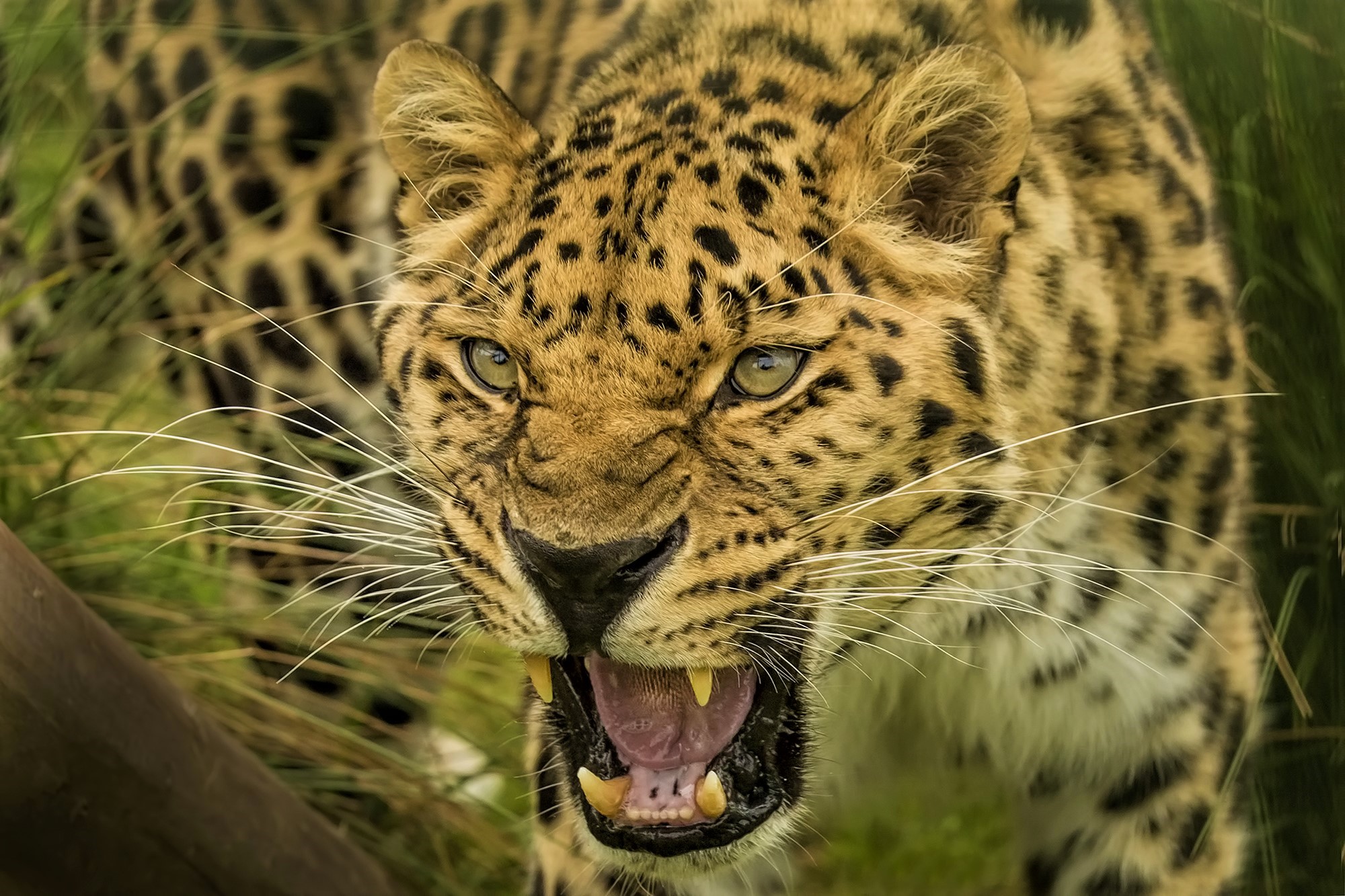 Дальневосточный леопард клыки