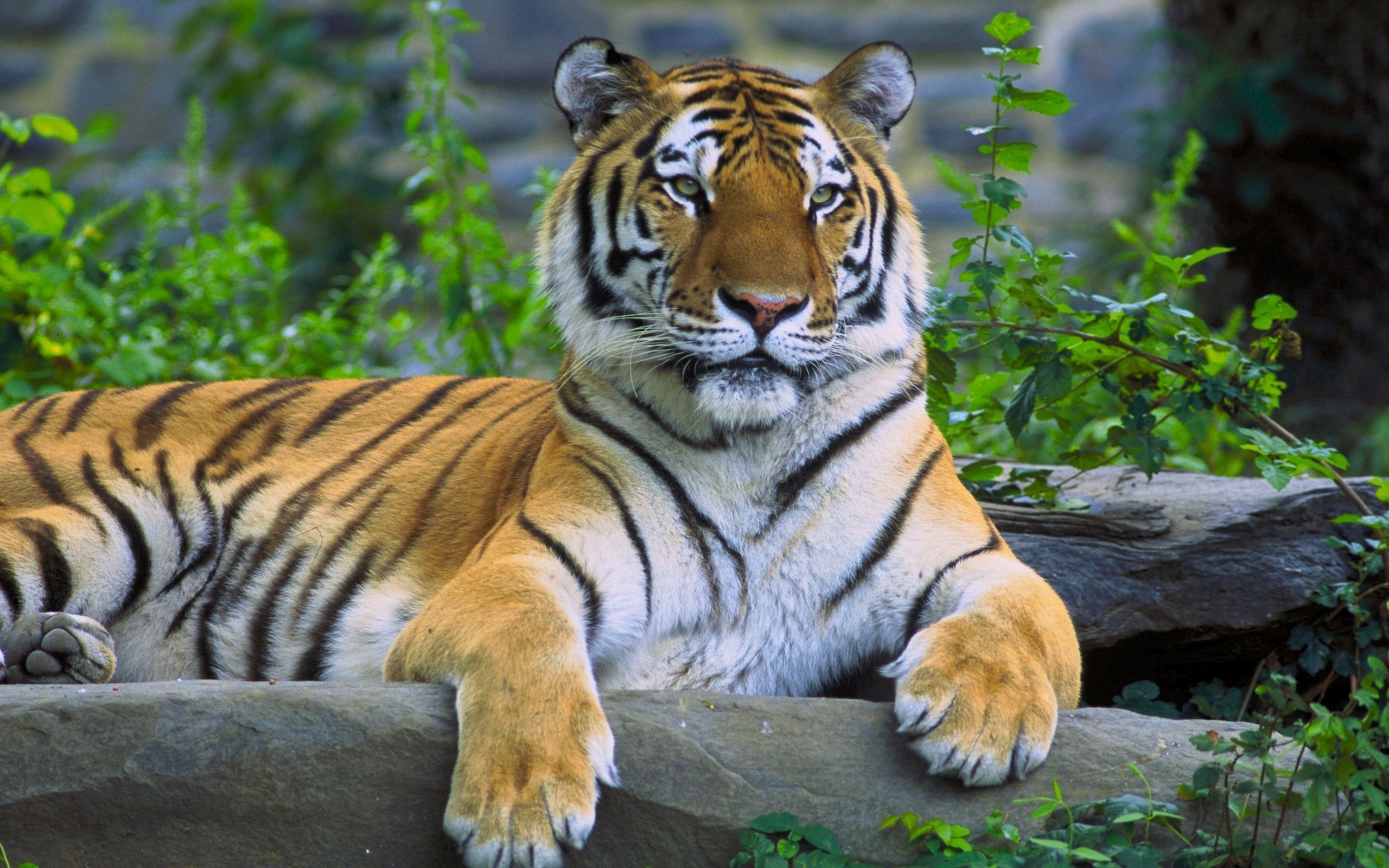 102561 скачать обои тигр, лежать, животные, трава, хищник, камень - заставки и картинки бесплатно