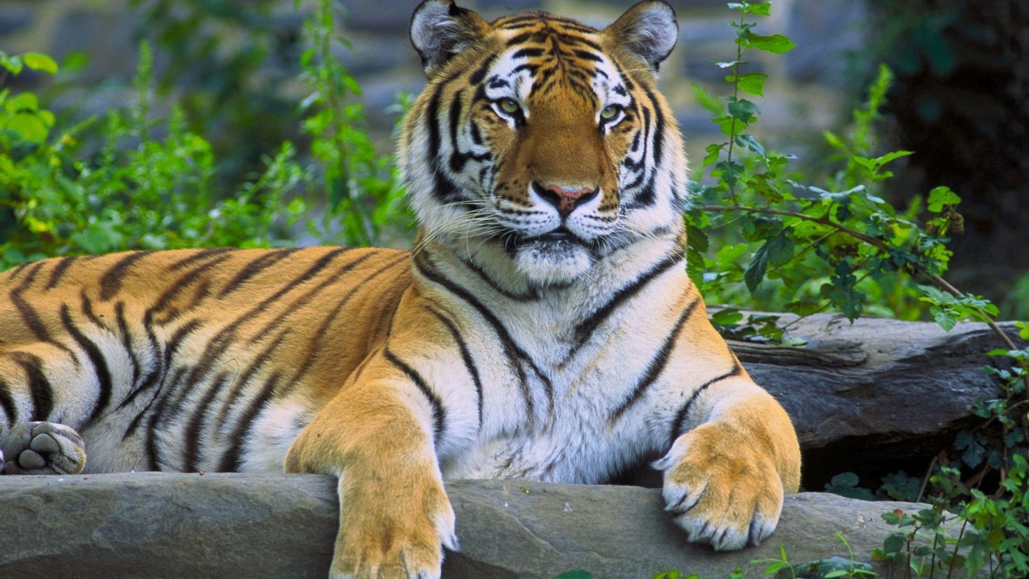 Лайт of Tiger