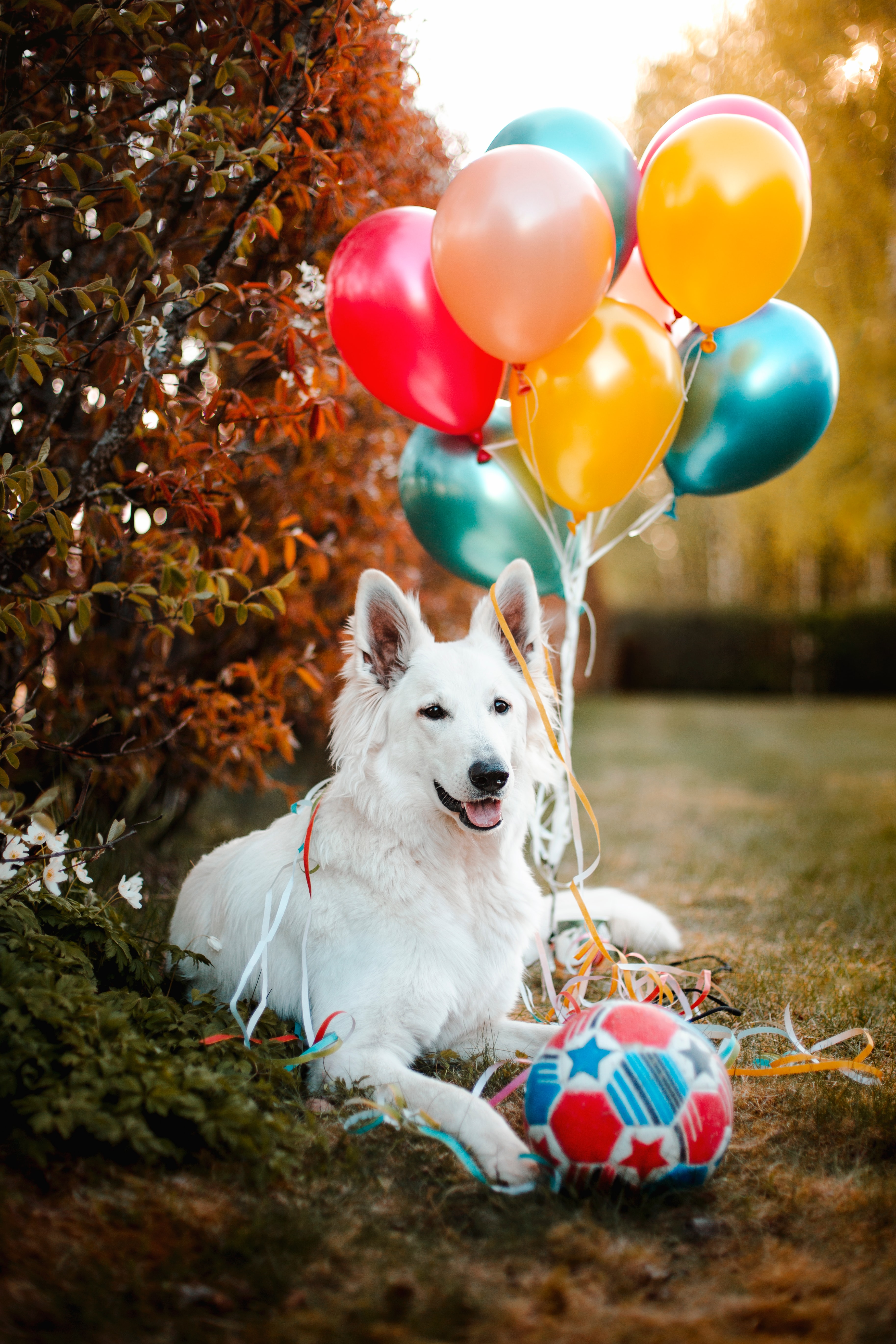 animal, balloons, animals, white, dog, pet, ball, air balloons phone background
