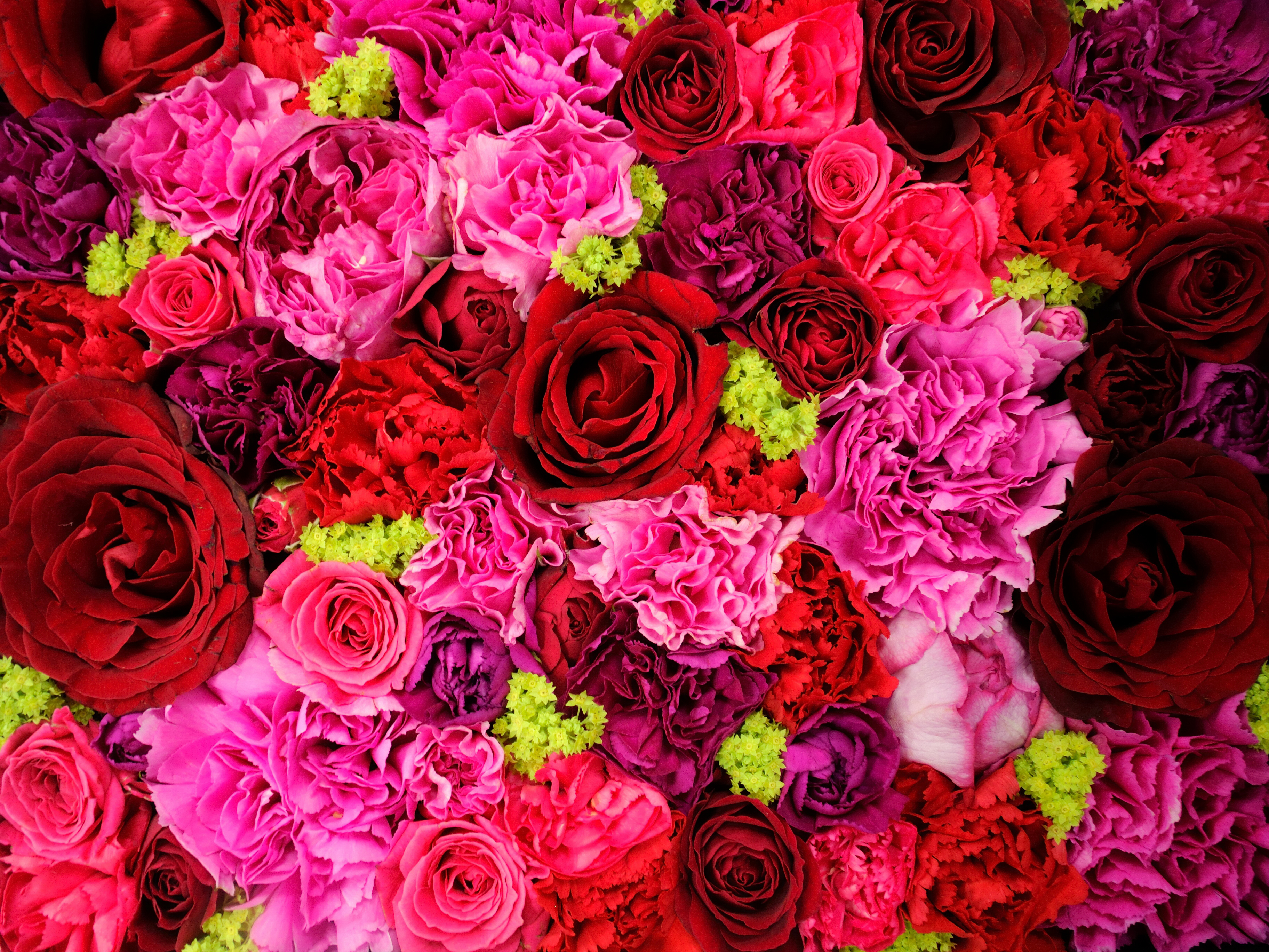 387423 免費下載壁紙 自然, 花, 康乃馨, 粉红色的花, 红花, 玫瑰, 花卉 屏保和圖片