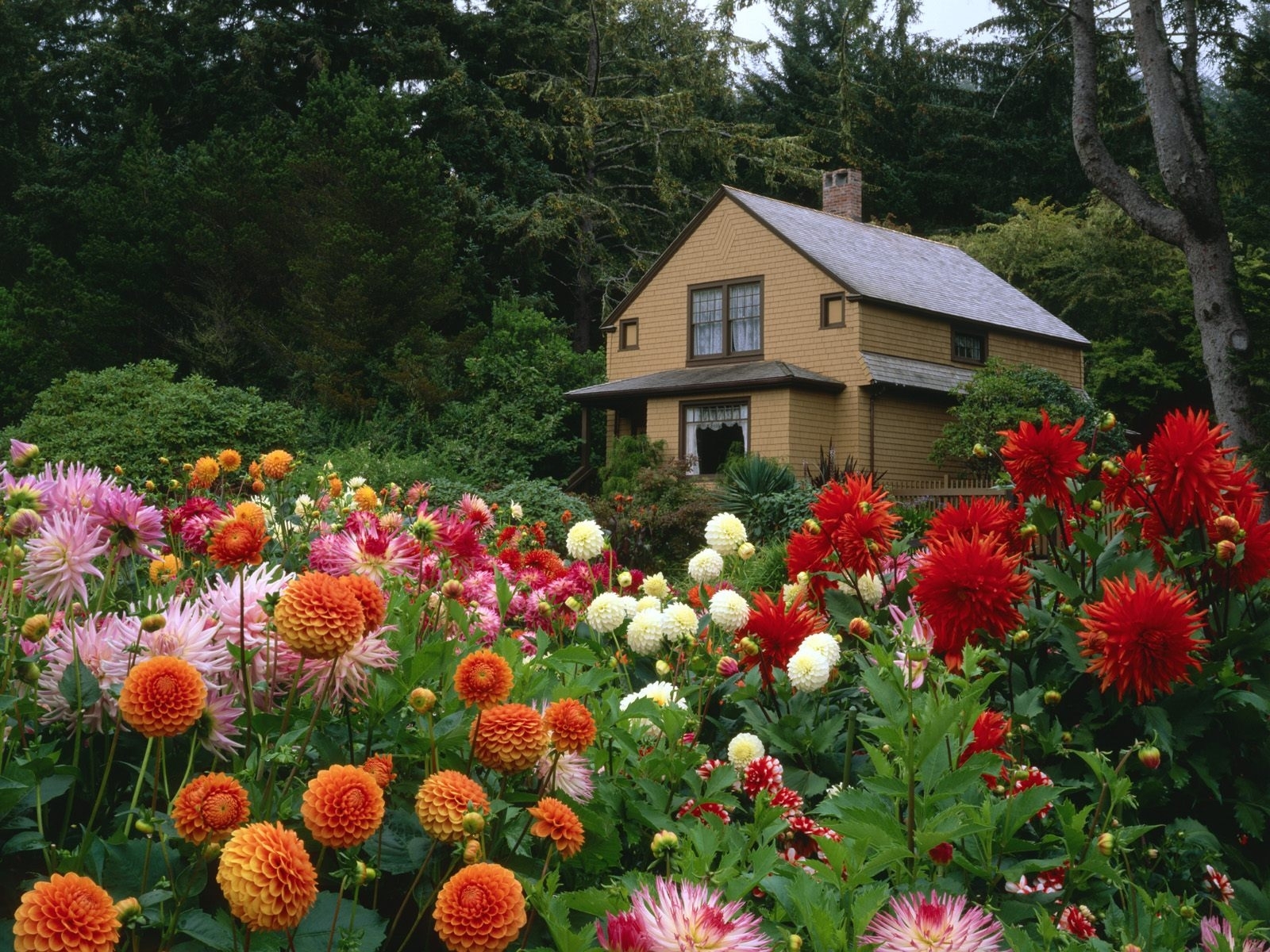 houses, plants, landscape, flowers