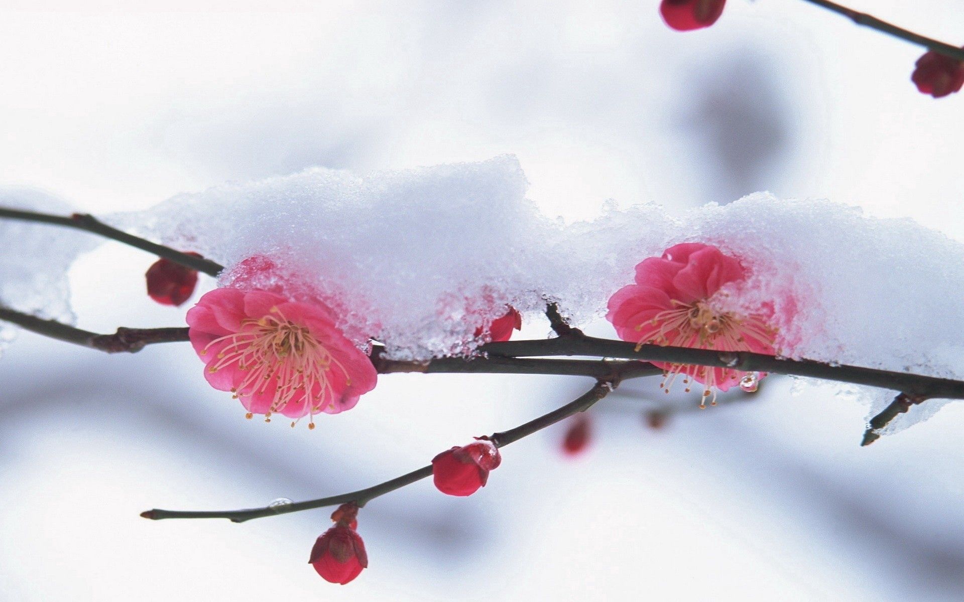 Download mobile wallpaper Macro, Snow, Winter, Plant, Flower, Pink for free.