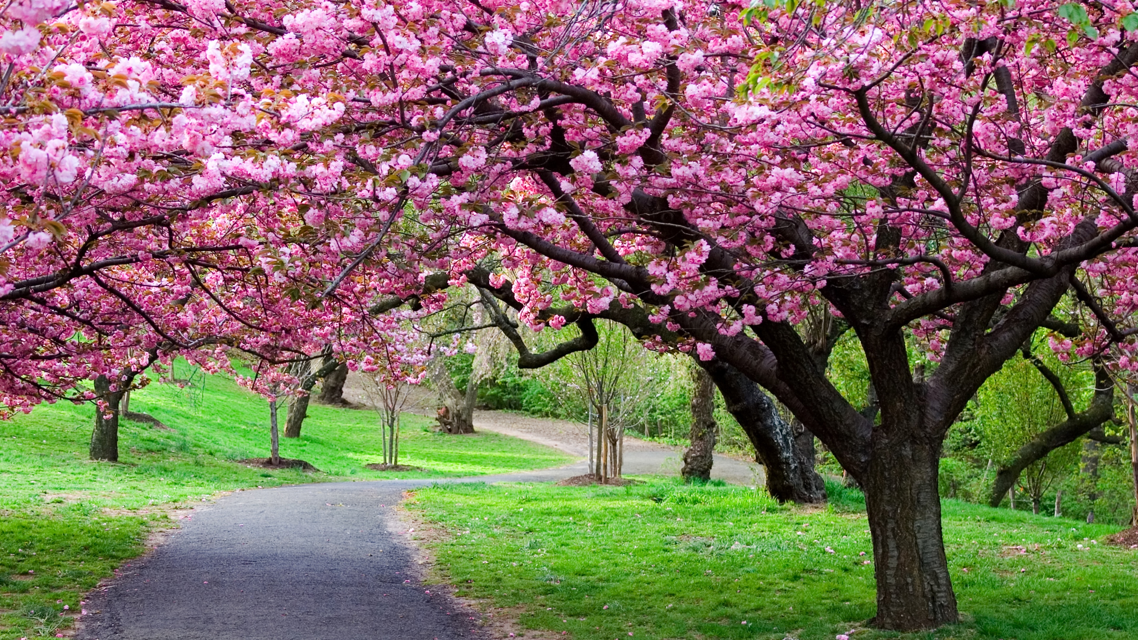 670994 скачать обои весна, сакура, дорога, япония, земля/природа, вишня в цвету, парк, вишневое дерево - заставки и картинки бесплатно
