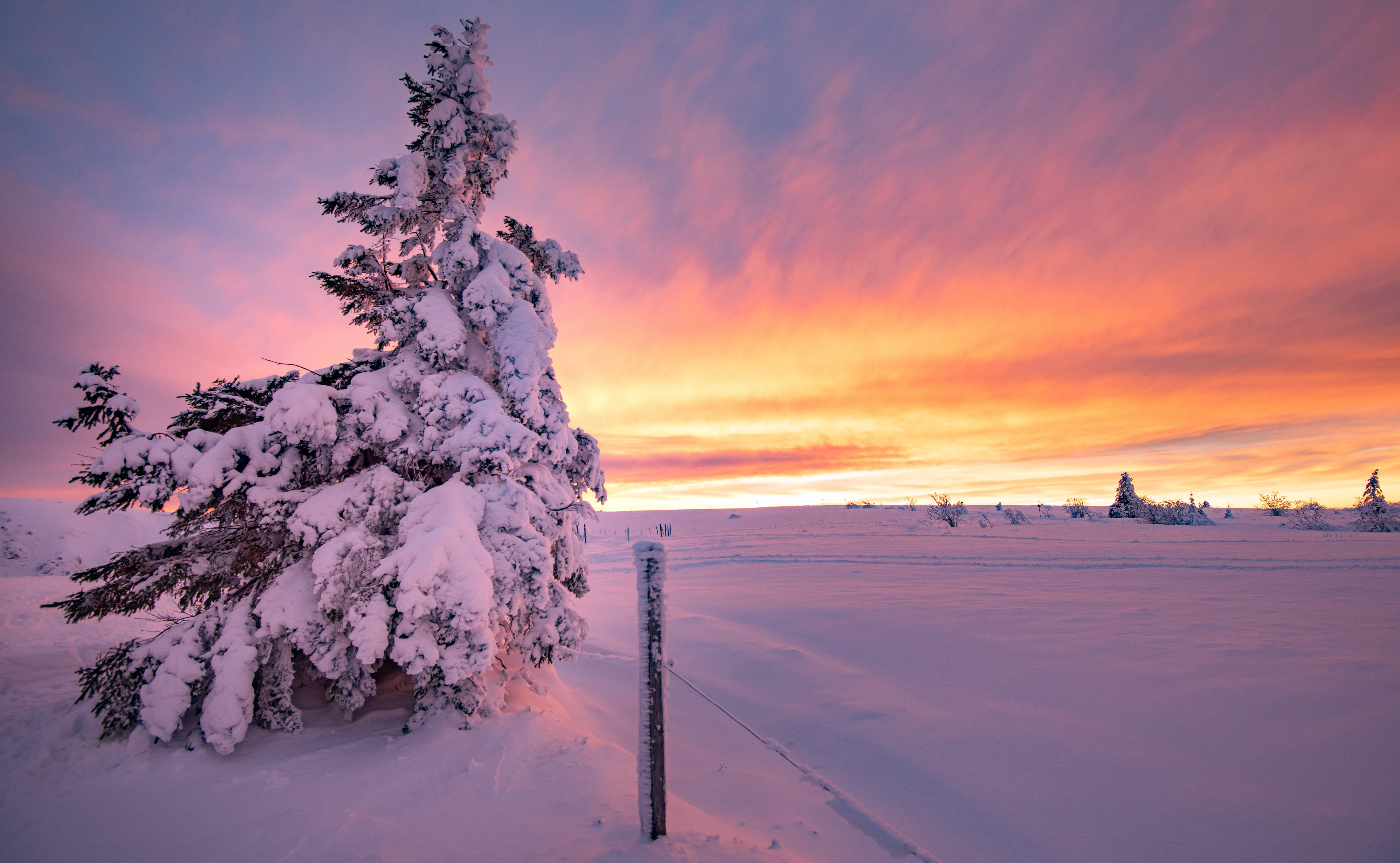 1006386画像をダウンロード地球, 冬, モミの木, 雪, 日没-壁紙とスクリーンセーバーを無料で