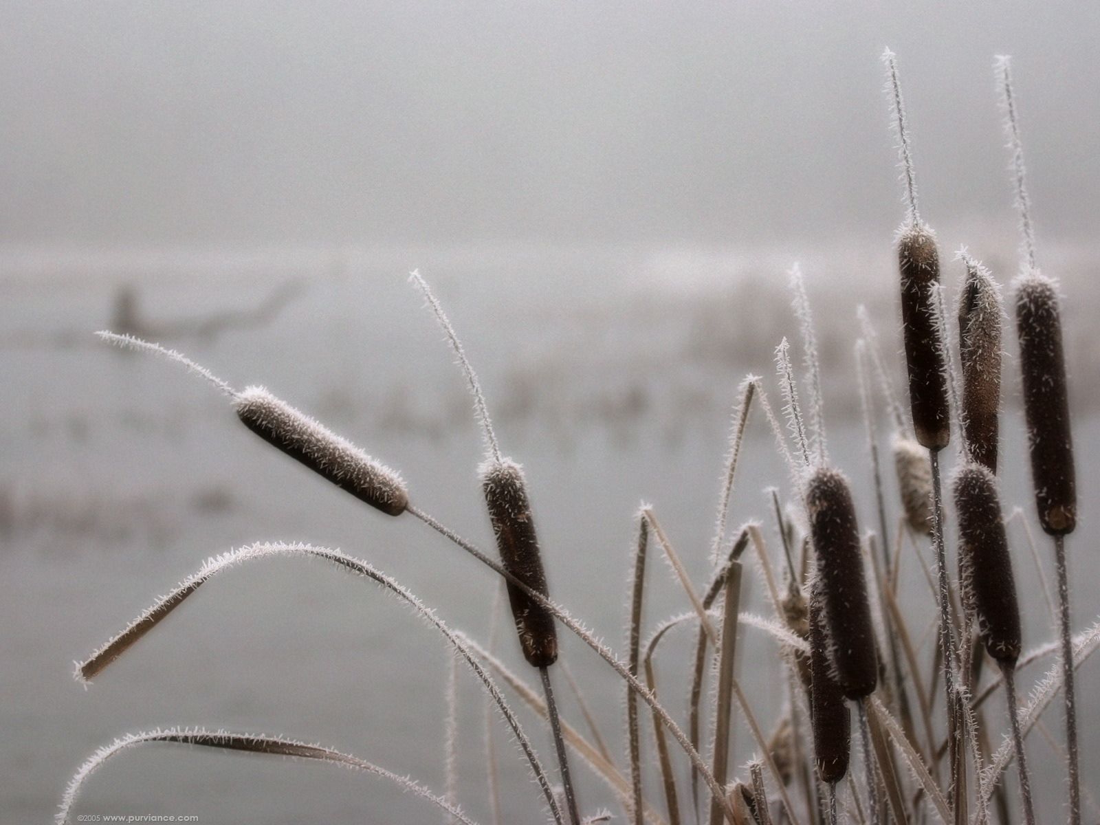 winter, nature, frost, hoarfrost, reeds download HD wallpaper