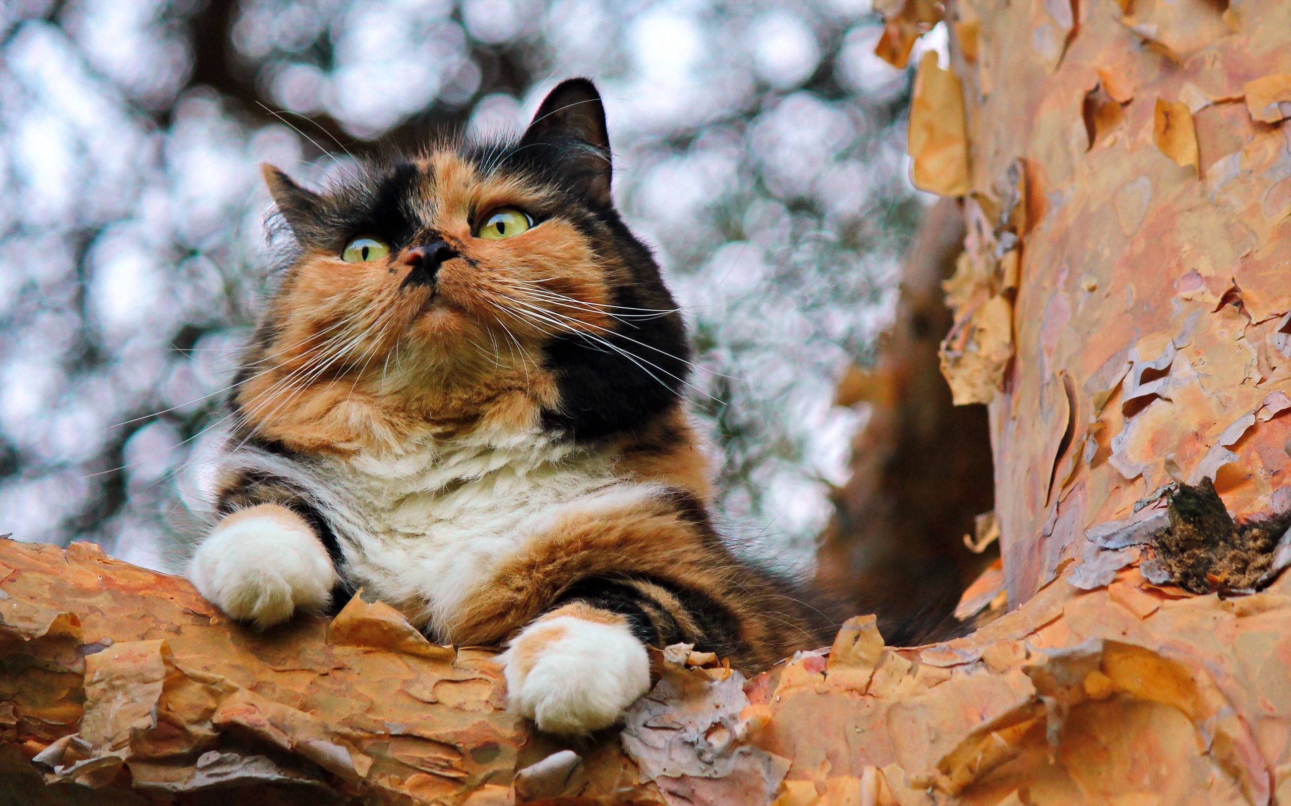Котик на дереве