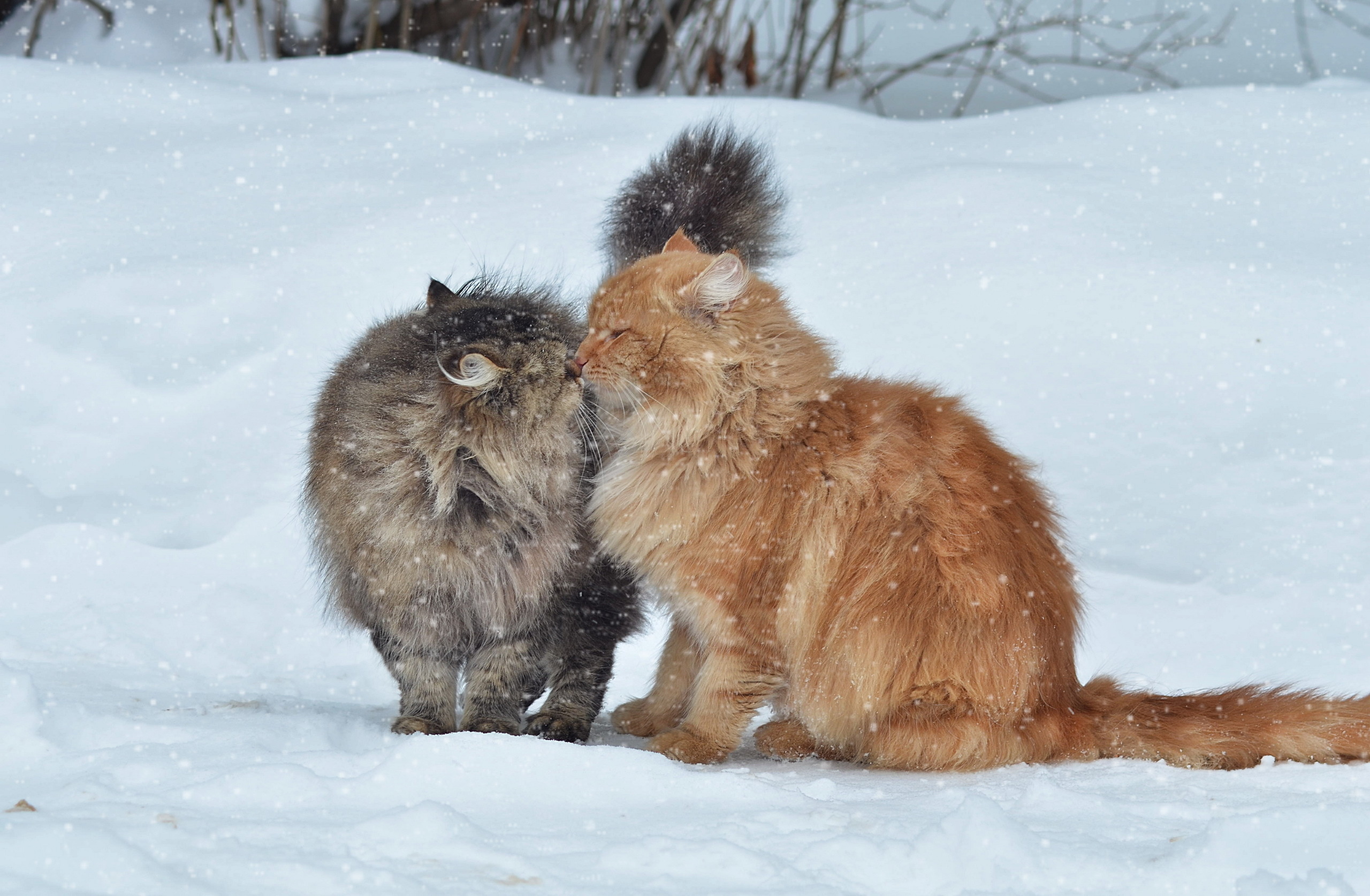 Download mobile wallpaper Winter, Animals, Snow, Pair, Kiss, Couple, Cats for free.