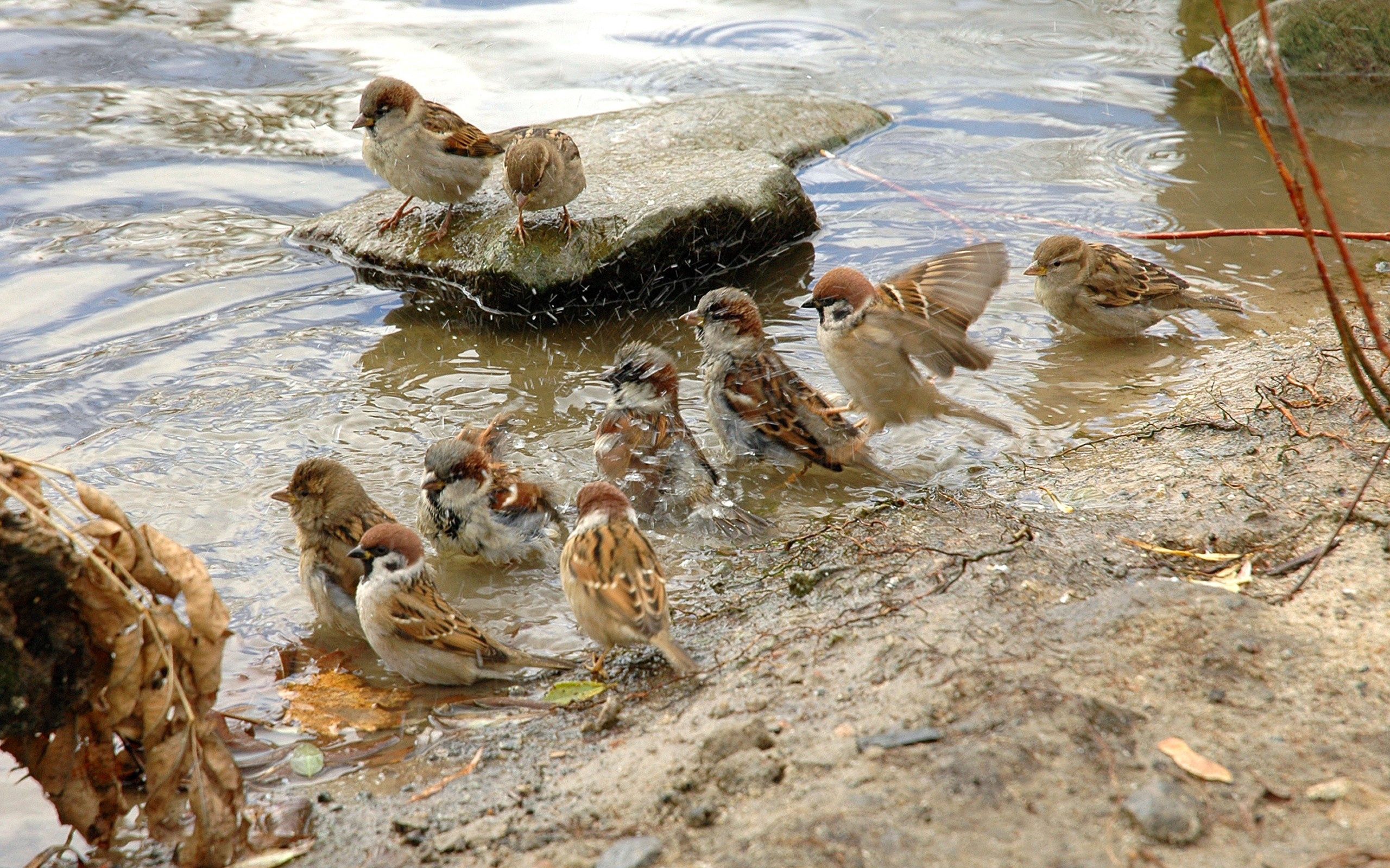 HD wallpaper birds, animals, rivers, thirst, sparrows