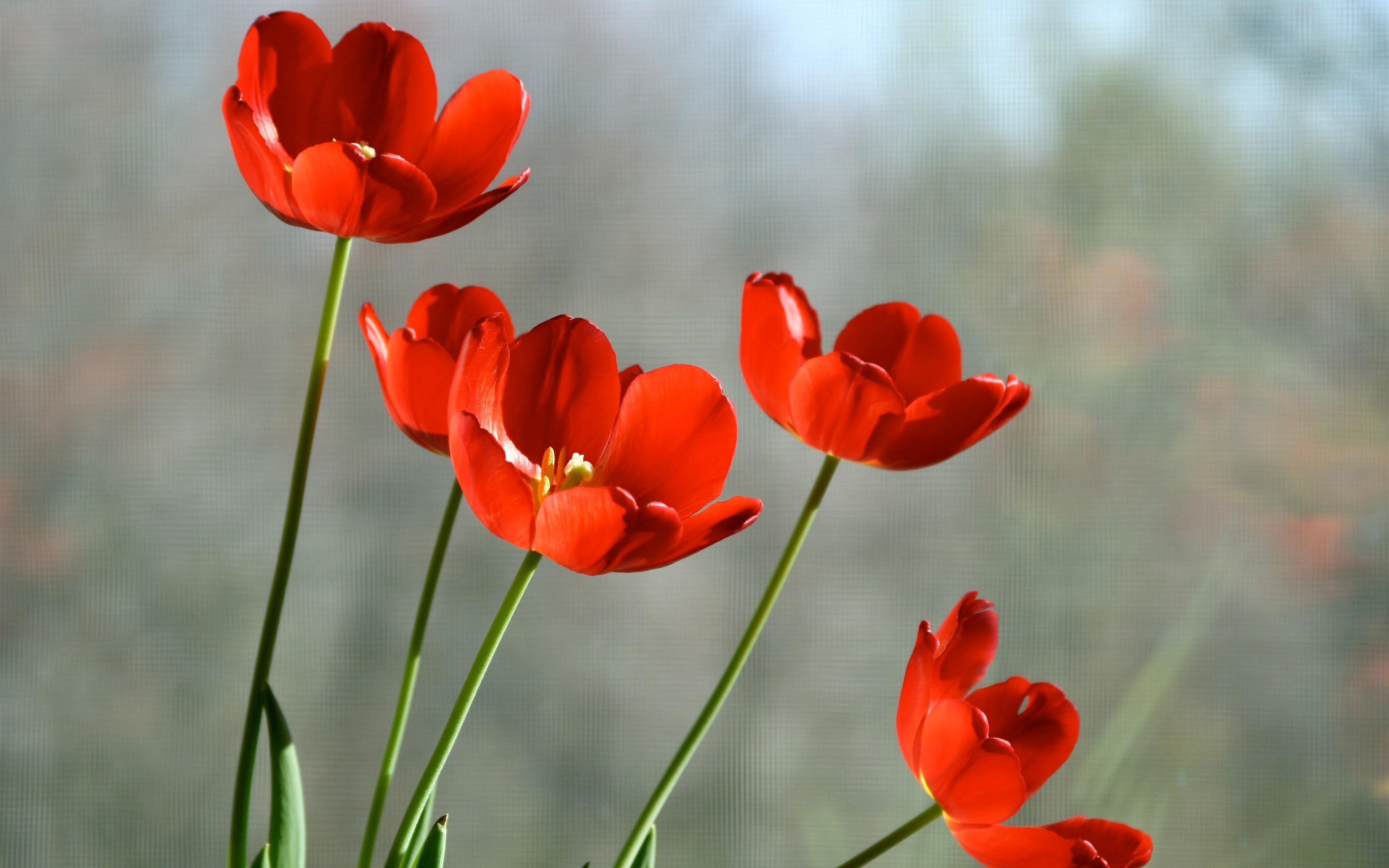 Цветочки - красные тюльпаны