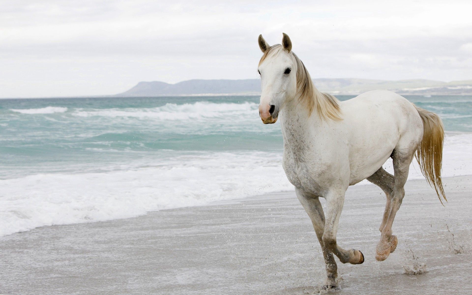 Handy-Wallpaper Weglaufen, Ausführen, Weißes Pferd, Tiere, Sand, Sea kostenlos herunterladen.