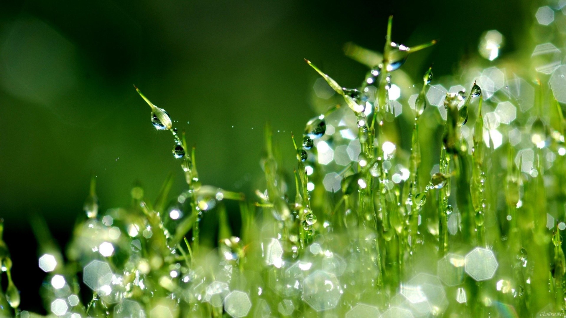 Download mobile wallpaper Grass, Plants, Drops for free.