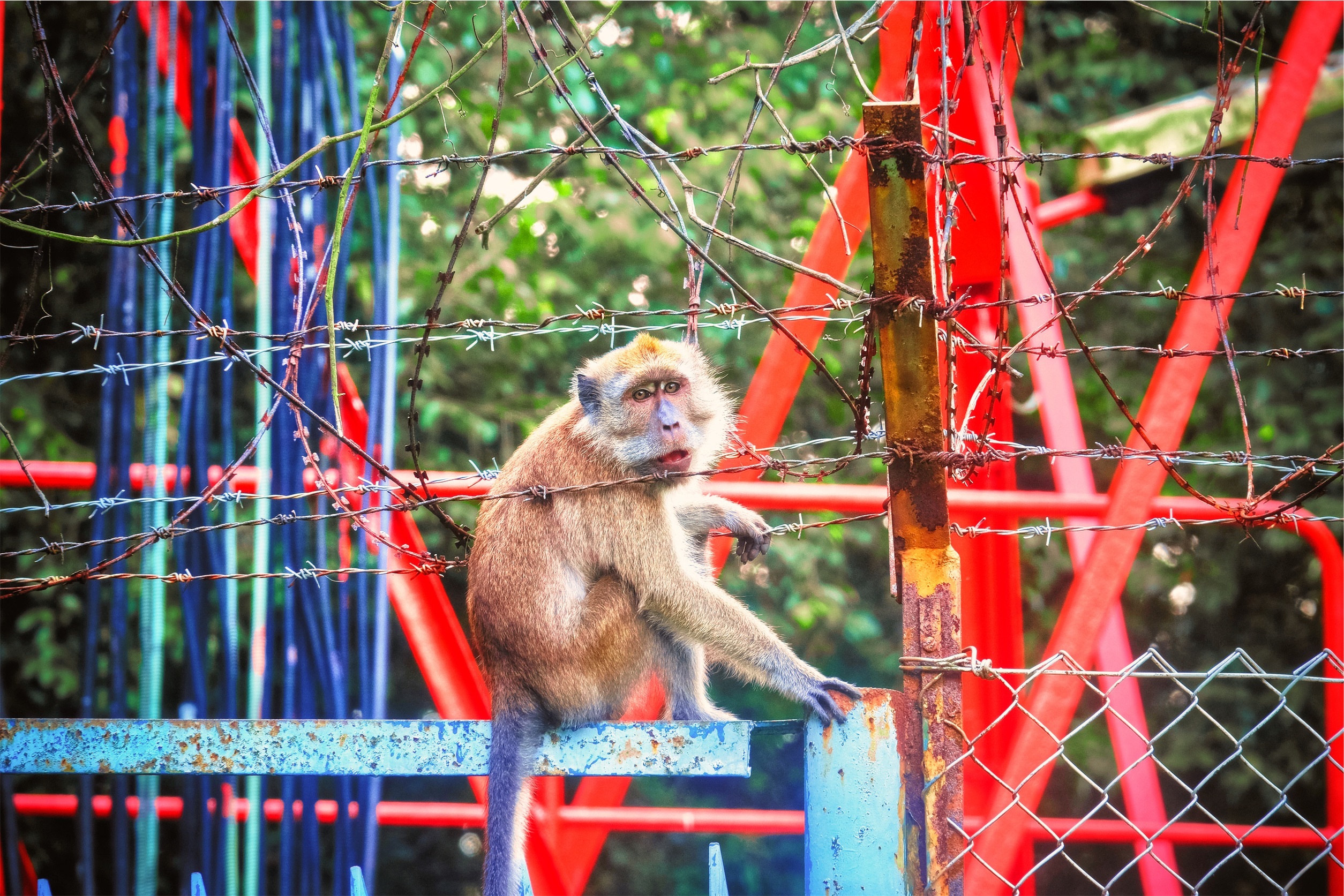 monkey, animals, zoo, barbed wire wallpapers for tablet