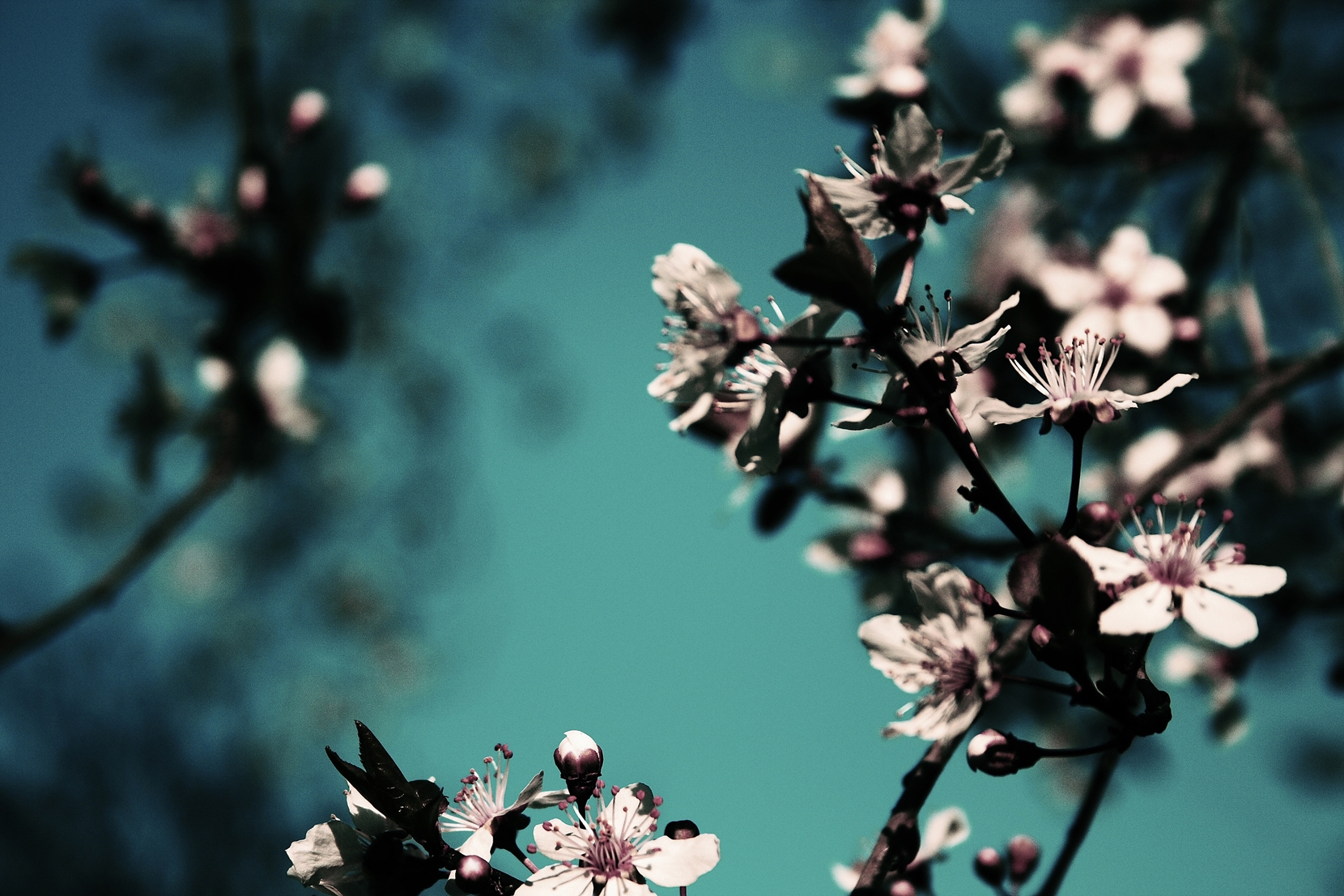 Laden Sie das Blühen, Erwachen, Blumen, Blühenden, Ast, Zweig, Frühling-Bild kostenlos auf Ihren PC-Desktop herunter