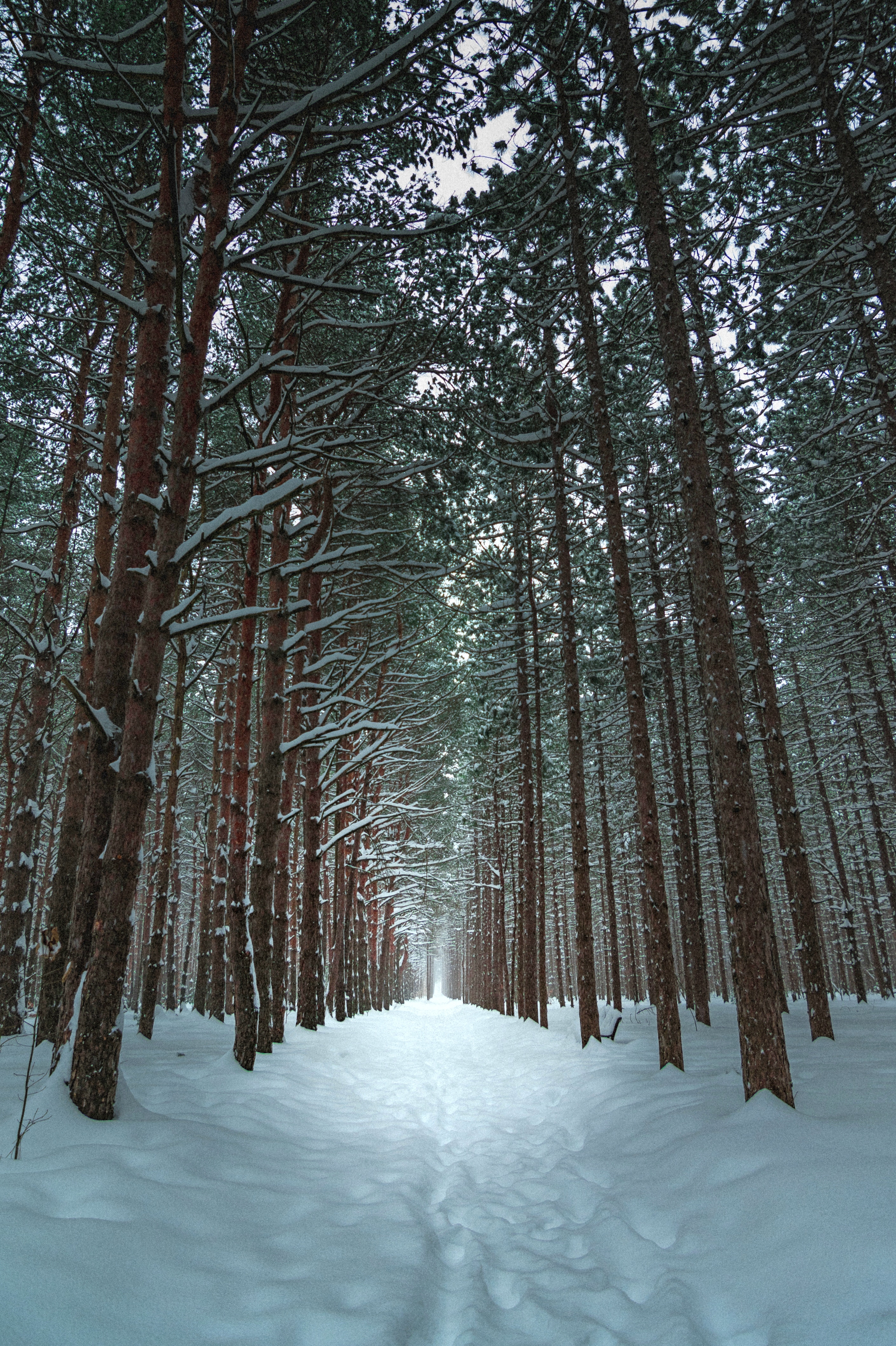trail, winter, nature, trees, snow, forest, path UHD