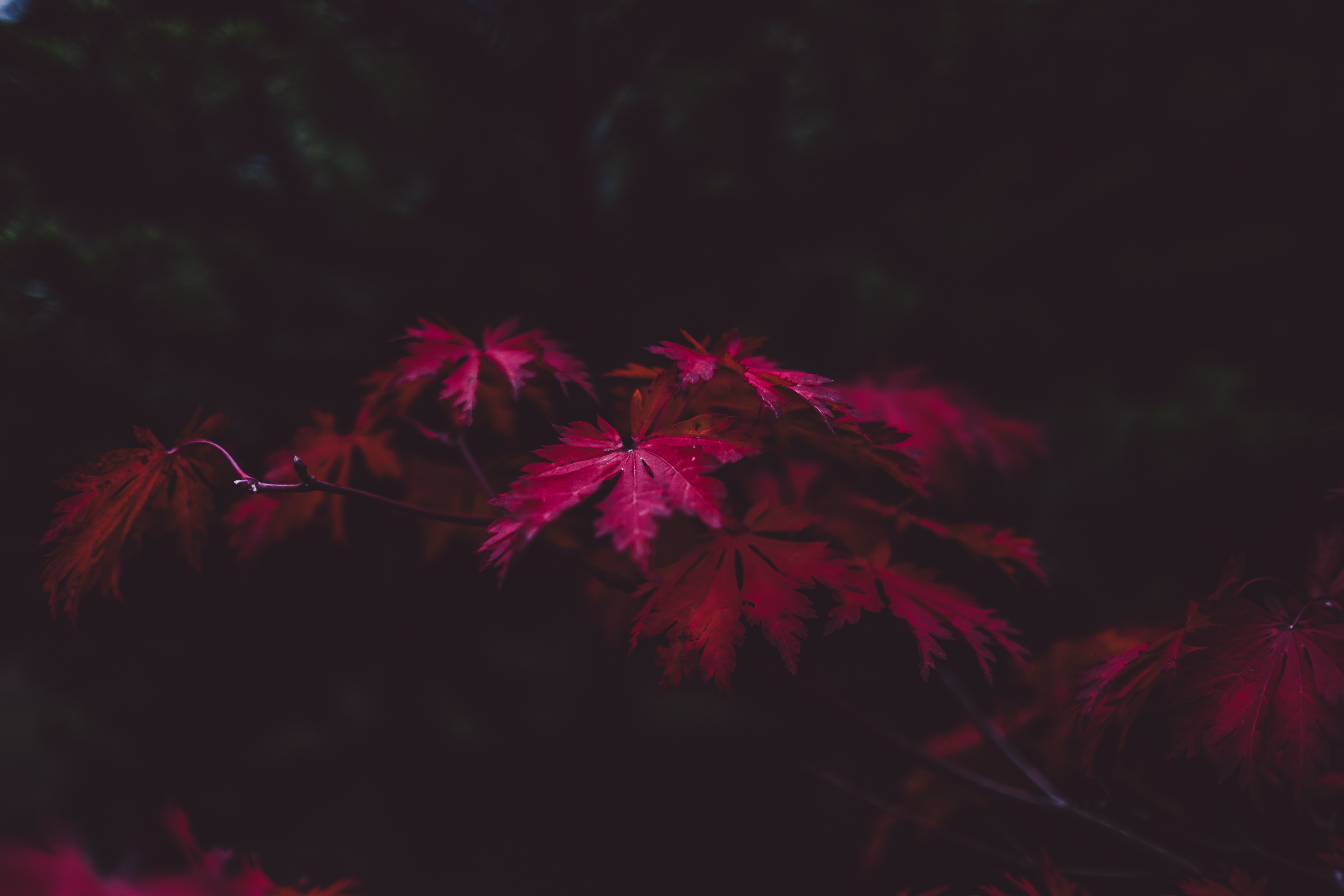 autumn, carved, nature, leaves, blur, smooth, branches