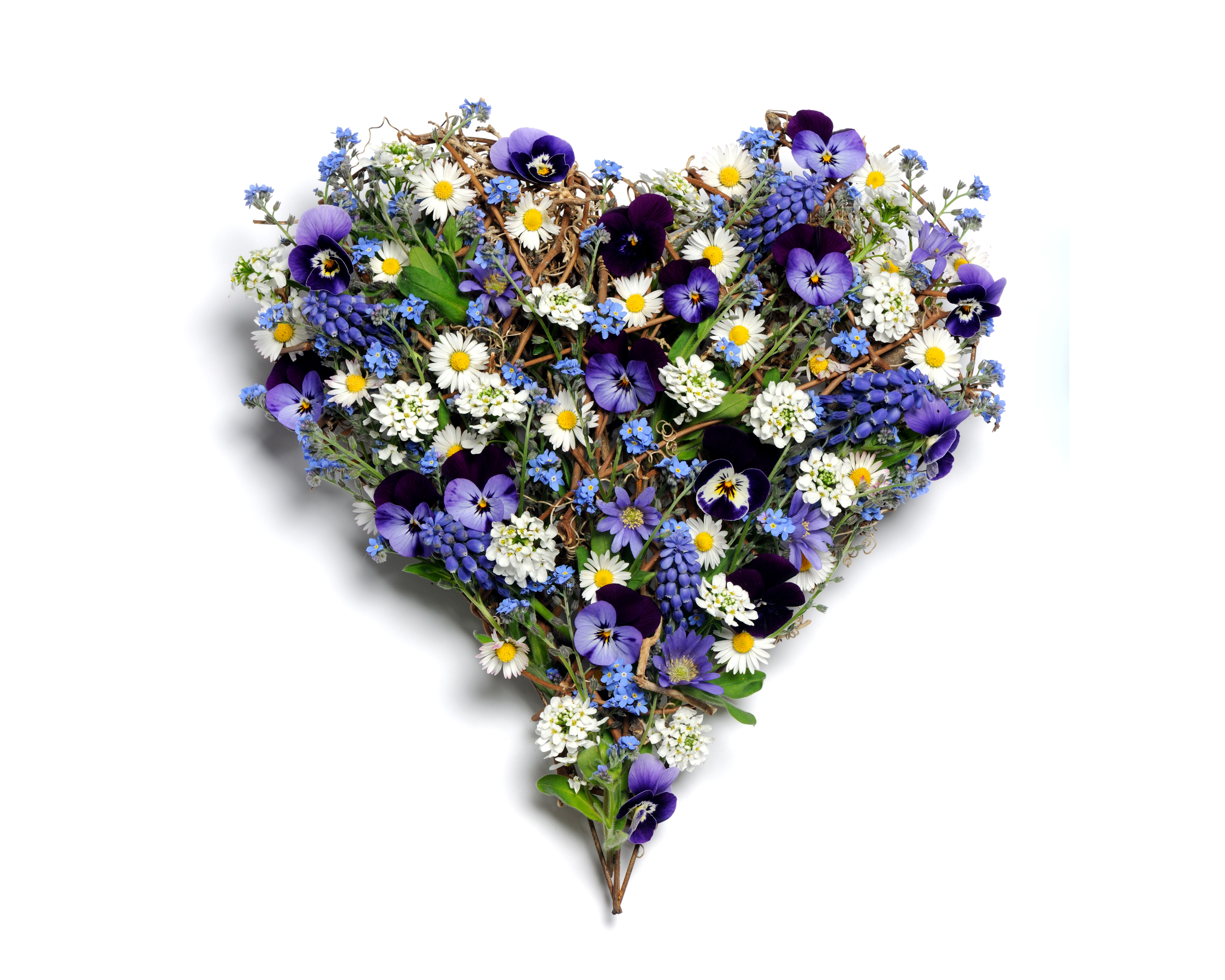 man made, flower, chamomile, heart shaped, pansy, purple flower, white flower HD wallpaper