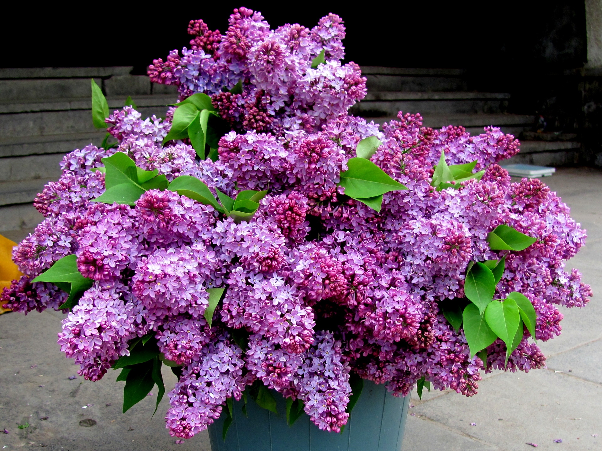 flowers, leaves, lilac, bouquet, spring, bucket