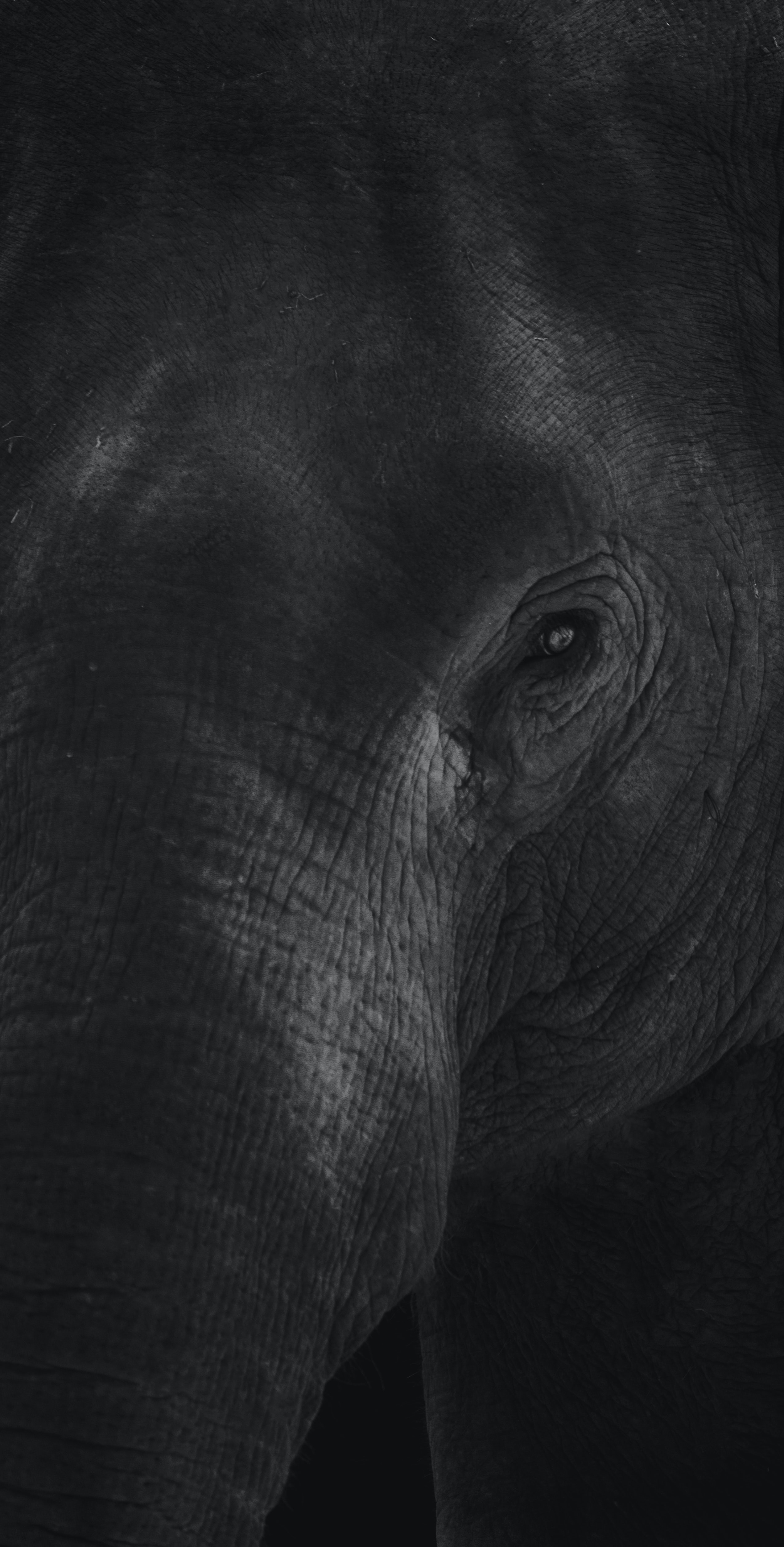 Elephant wallpaper hd 1080p. | Elephant images, Elephant life, Elephant