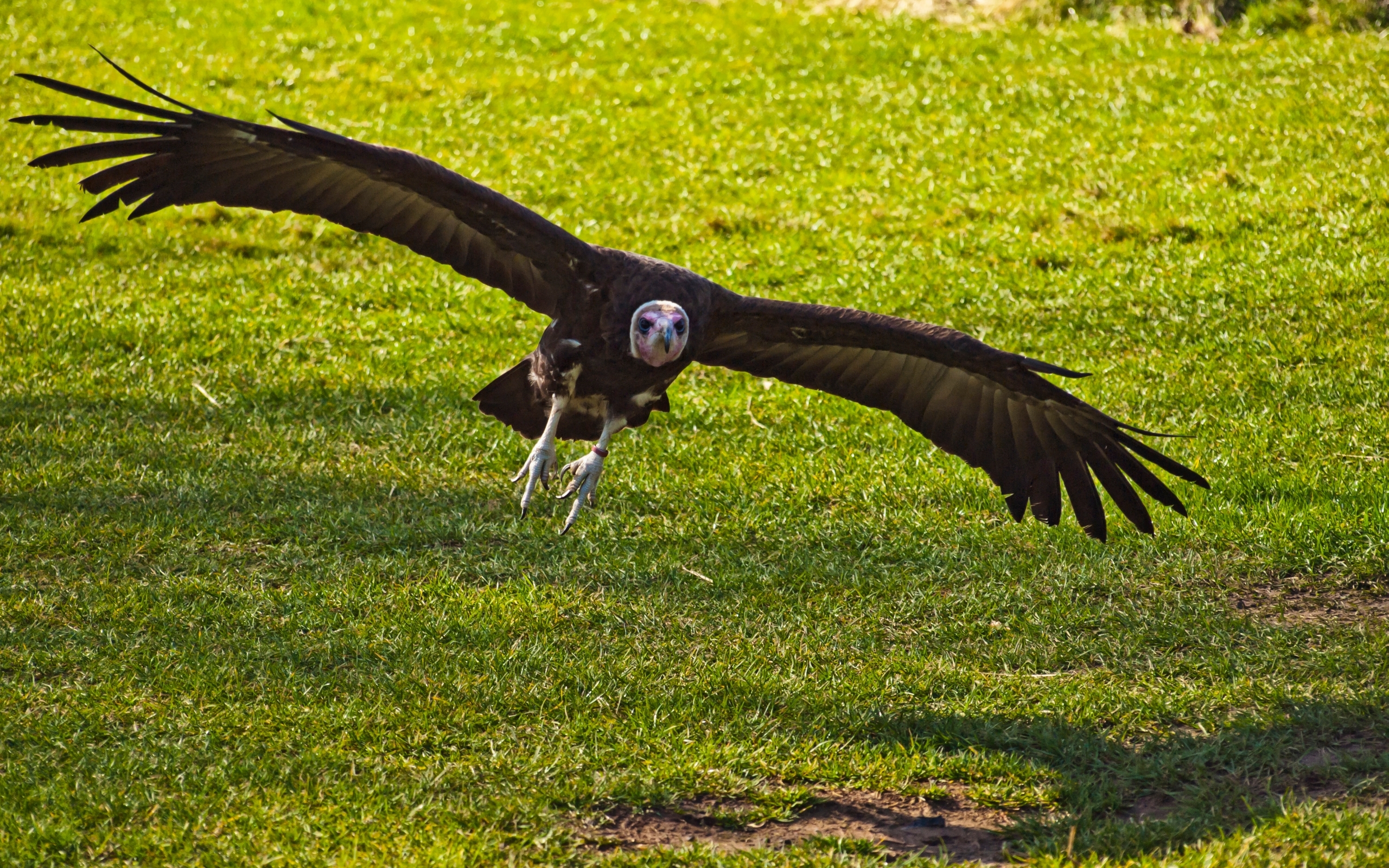 animal, vulture, birds UHD
