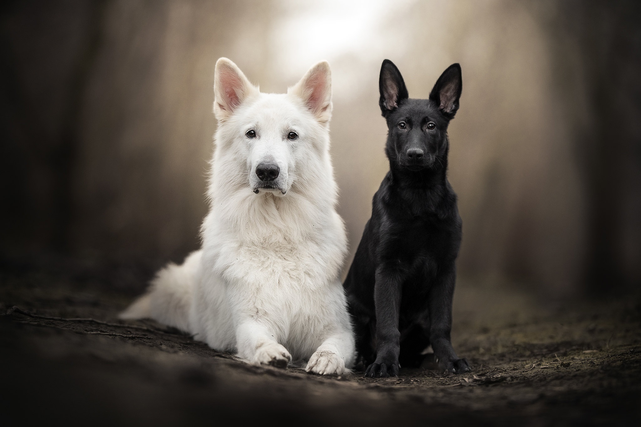 German Shepherd Dog Wallpapers  Top Free German Shepherd Dog Backgrounds   WallpaperAccess