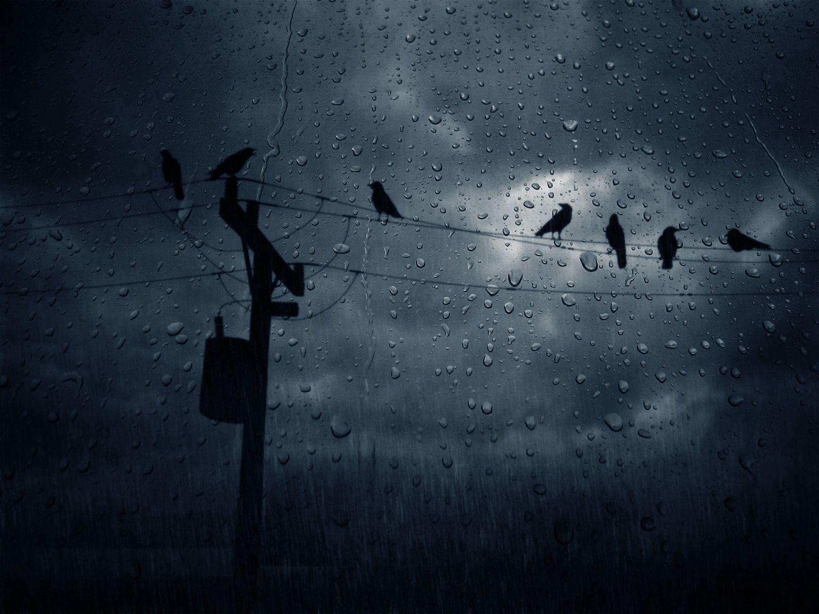 dark, birds, crows, drops, glass
