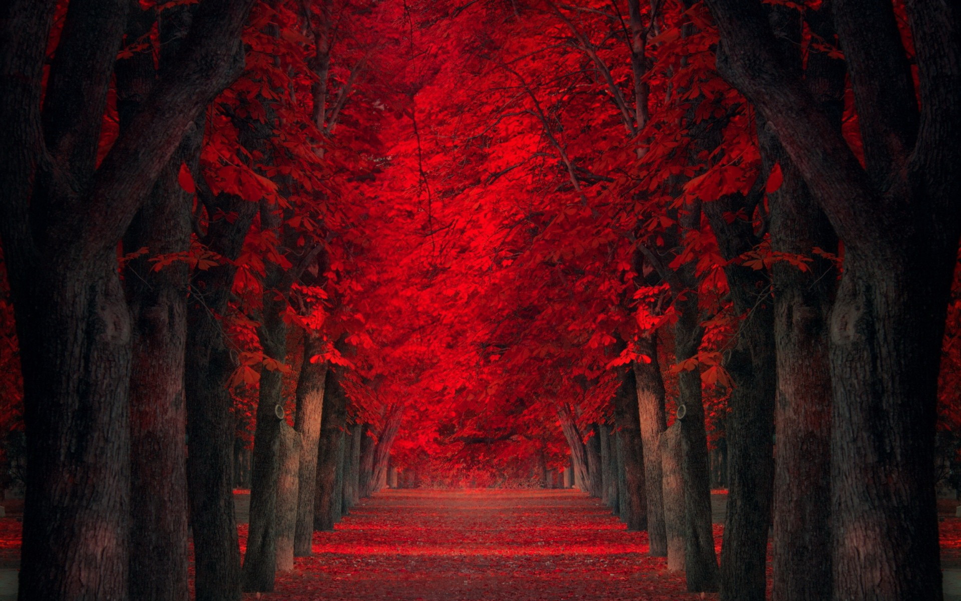 Красный Лес Обои
