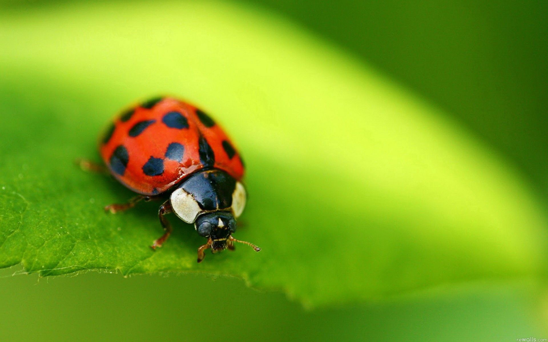 Laden Sie das Makro, Insekt, Ladybird, Flecken, Marienkäfer, Spots, Hintergrund-Bild kostenlos auf Ihren PC-Desktop herunter
