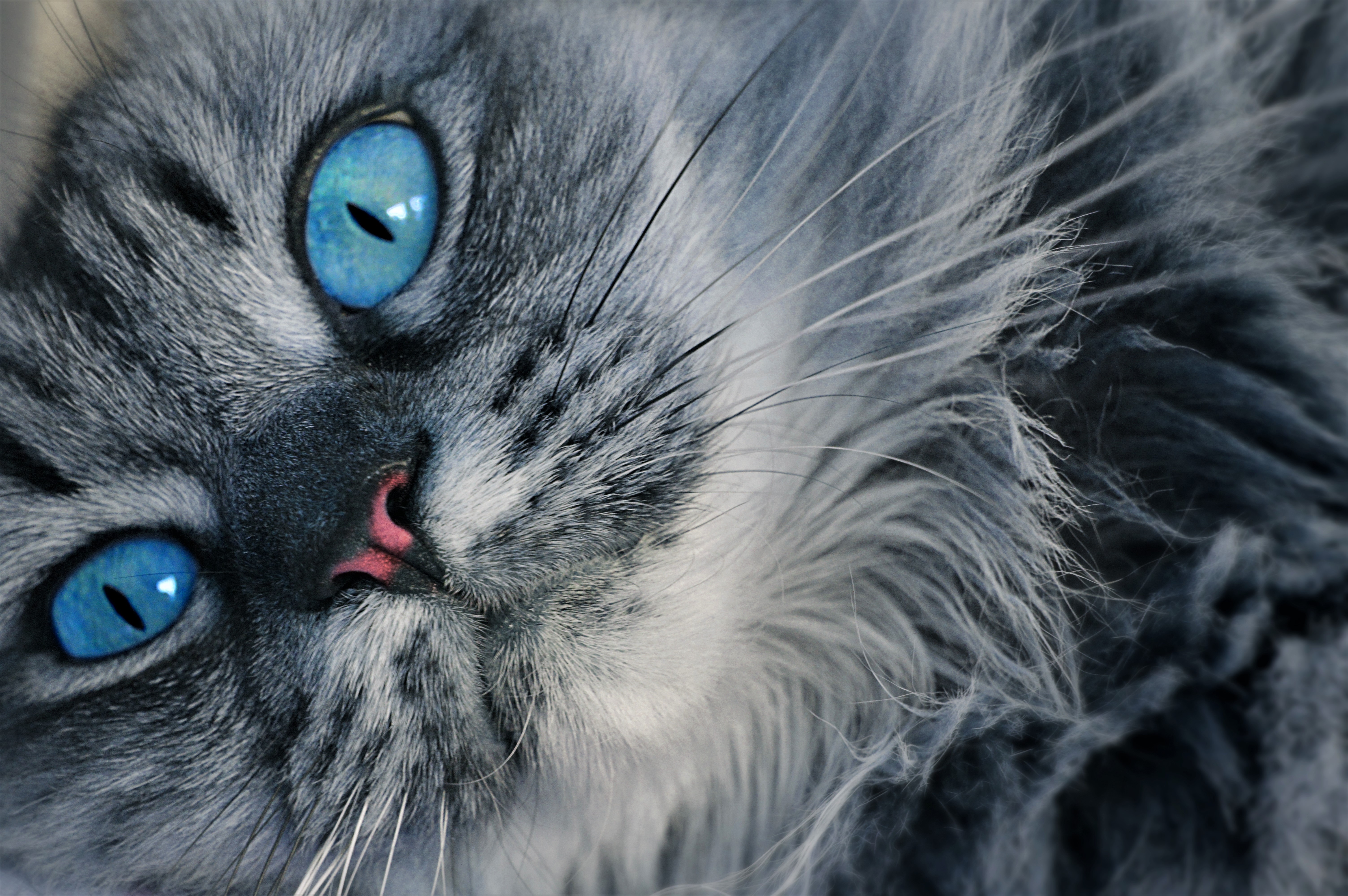 Free download wallpaper Cats, Cat, Animal, Face, Blue Eyes on your PC desktop