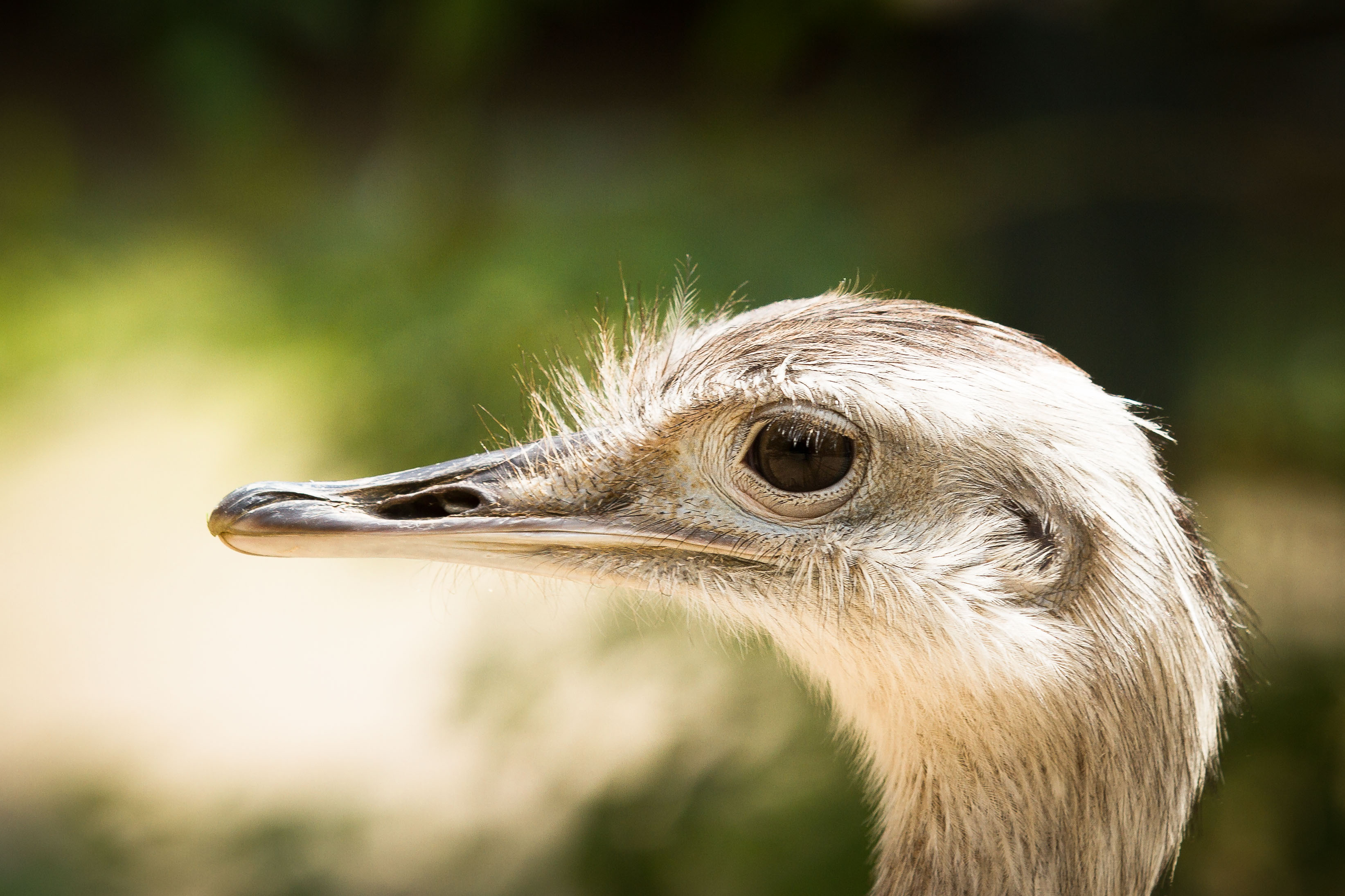 animal, ostrich, birds cellphone