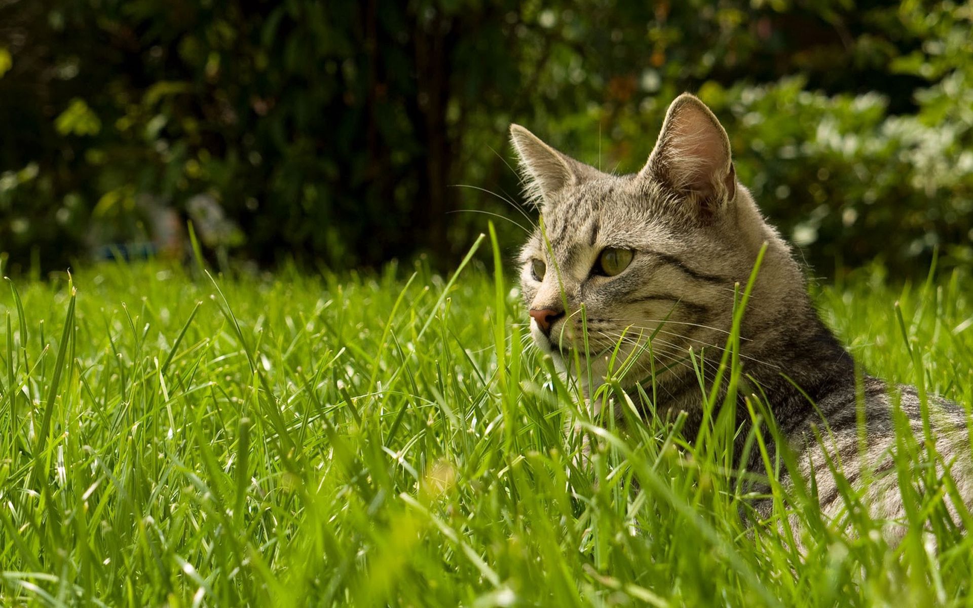 Download mobile wallpaper Animals, Striped, Hide, Grass, Cat for free.