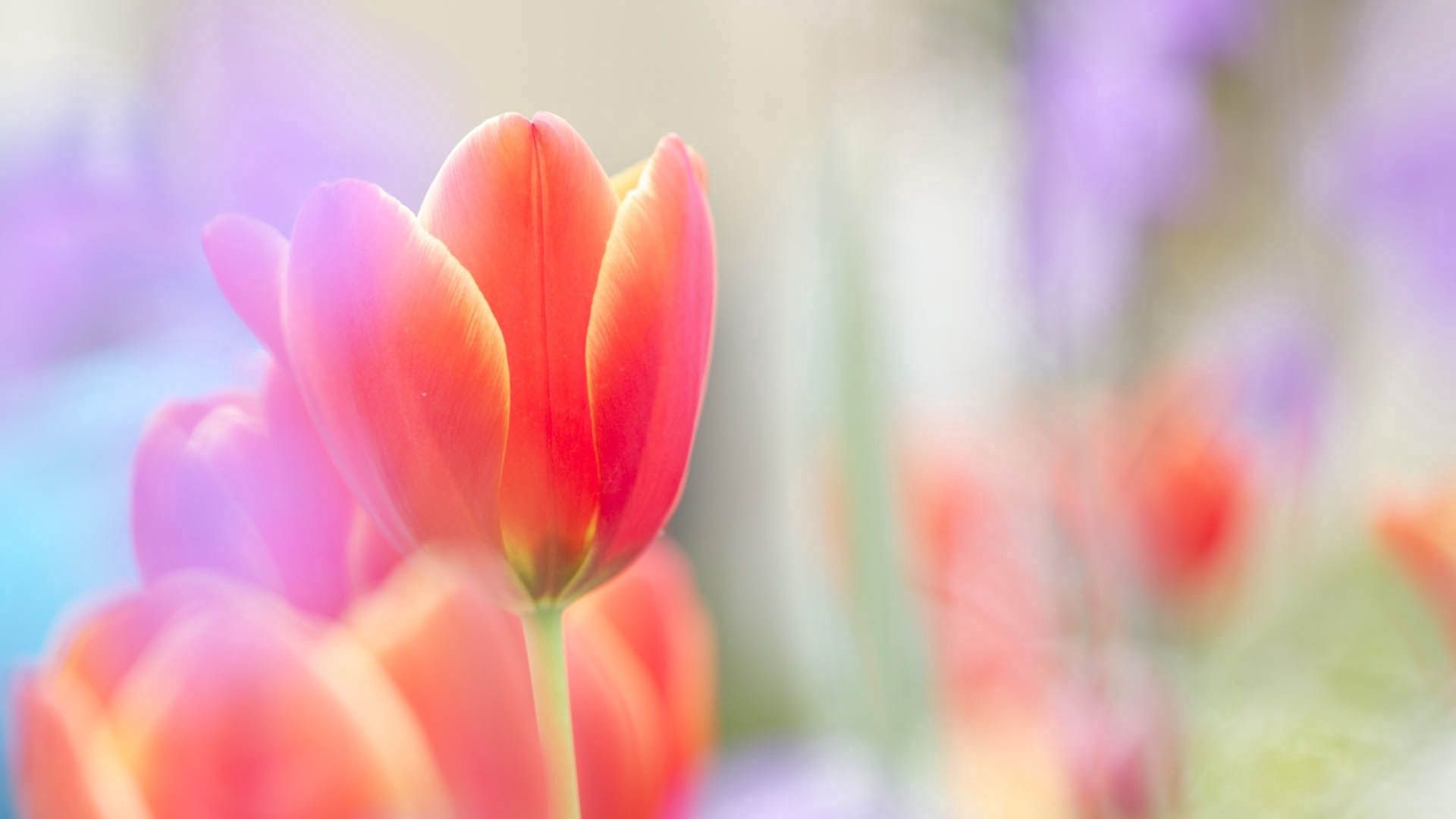 Free download wallpaper Plant, Macro, Petals, Tulip, Flower on your PC desktop